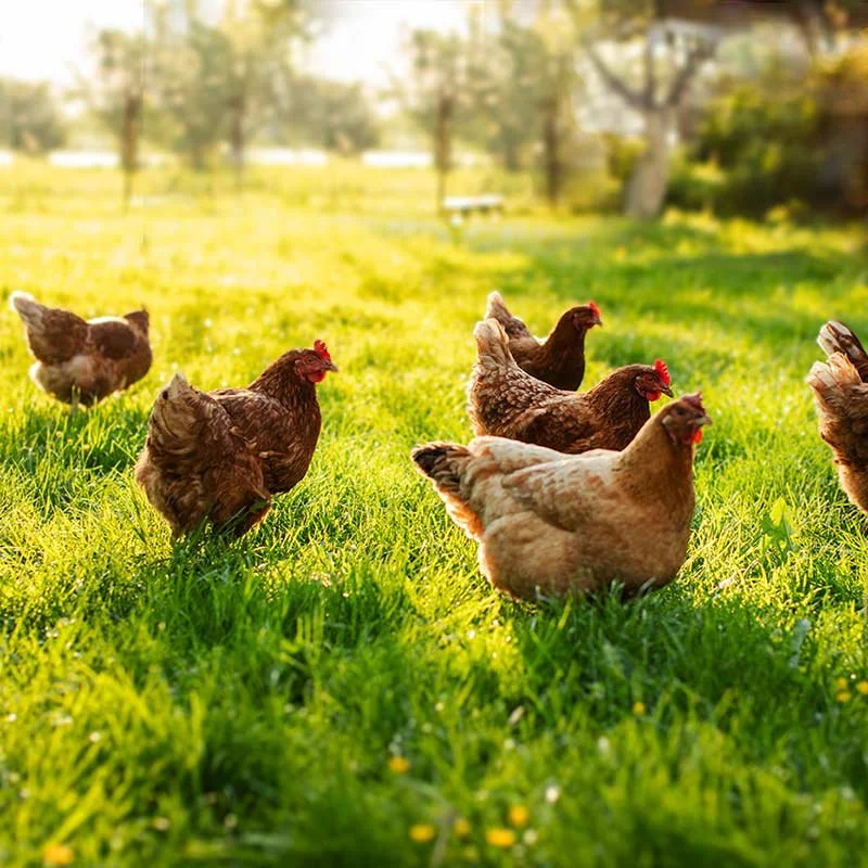 Group of hens on a grassy field during daytime with trees in the background.