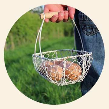Person holding a wire basket with eggs outdoors in a grassy area.