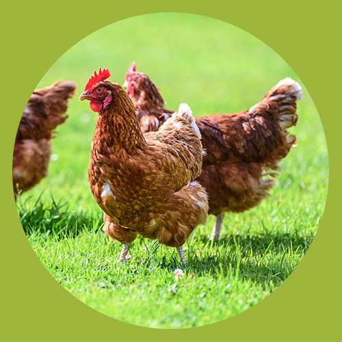 Group of brown hens walking on green grass with a blurred green background.