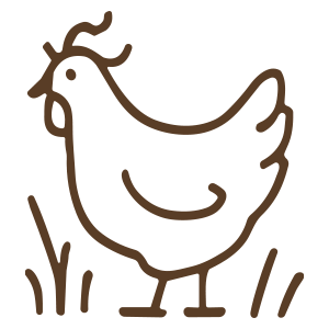 Simple line drawing of a chicken standing on grass.