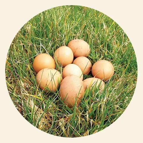 Clutch of nine eggs nestled in green grass on a farm or field.