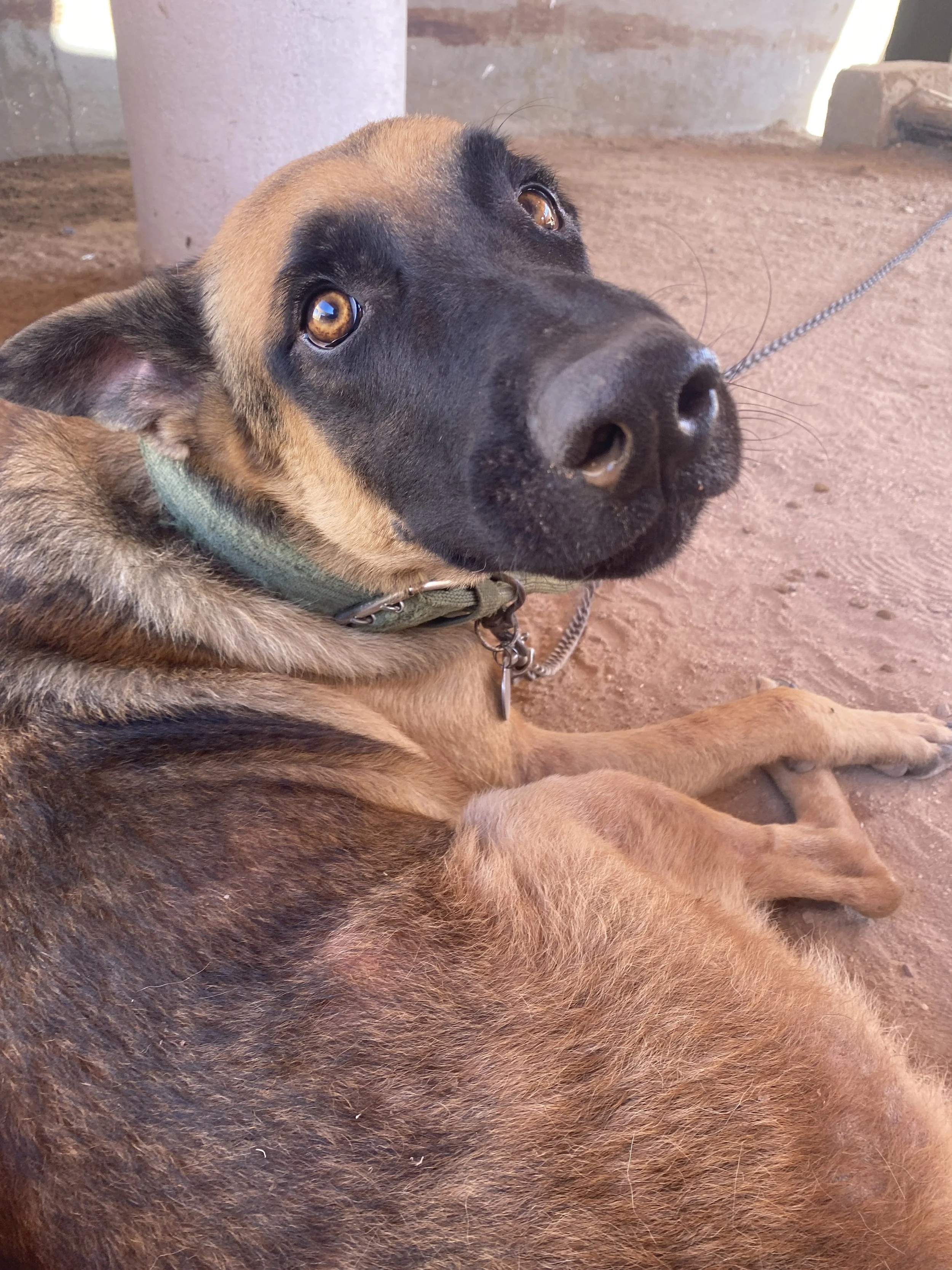 A brown and black dog with expressive eyes, lying on brown dirt ground near a concrete post, looking up at the camera.