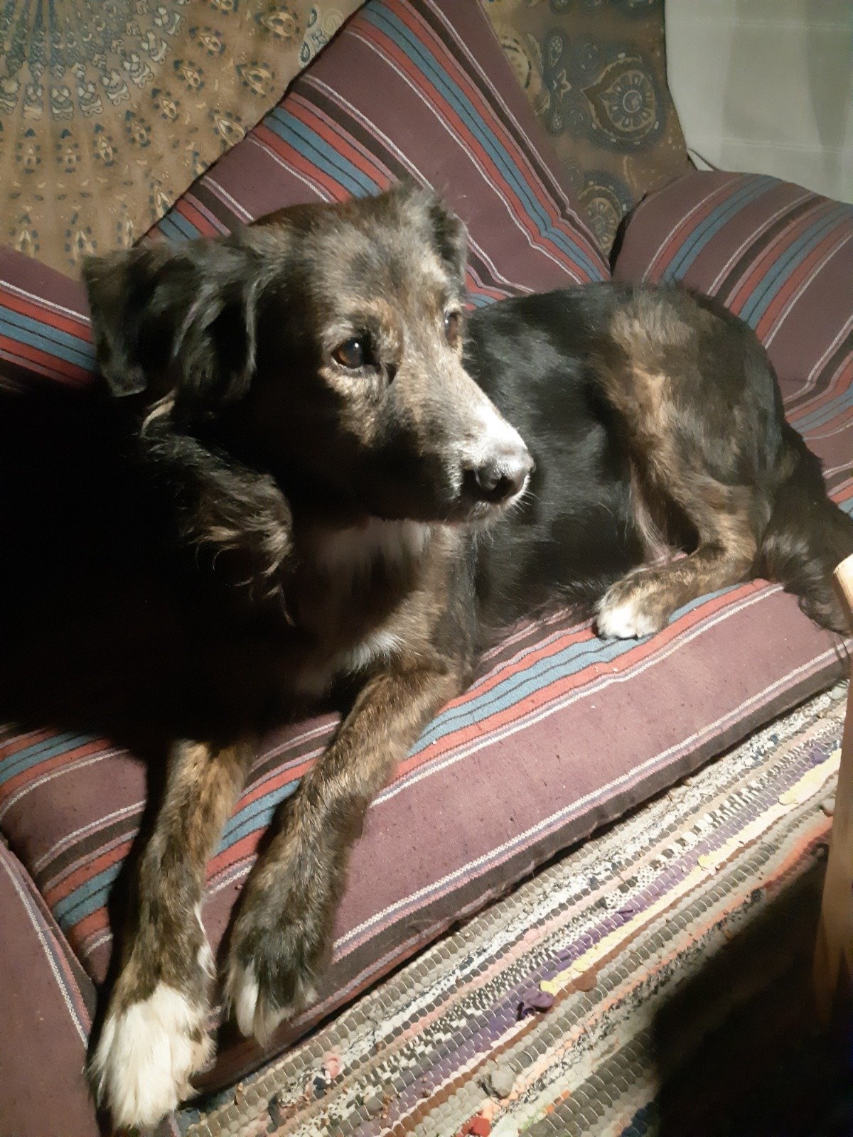 A black and brown dog with white paws lying on a striped burgundy and blue couch with a floral-patterned pillow in the background.