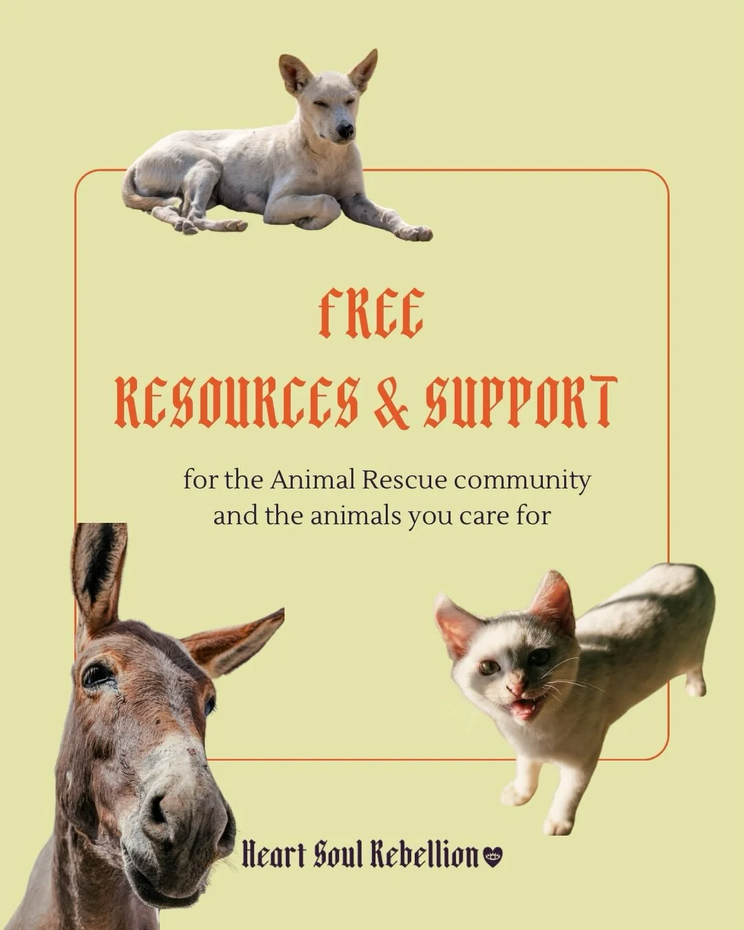 If you know me at all, you know I love animals. 🥰
And that I care deeply about street animals and am very grateful for the many beautiful humans who show up for them. Which can be super challenging to do, in so many ways. 

These free offerings are 