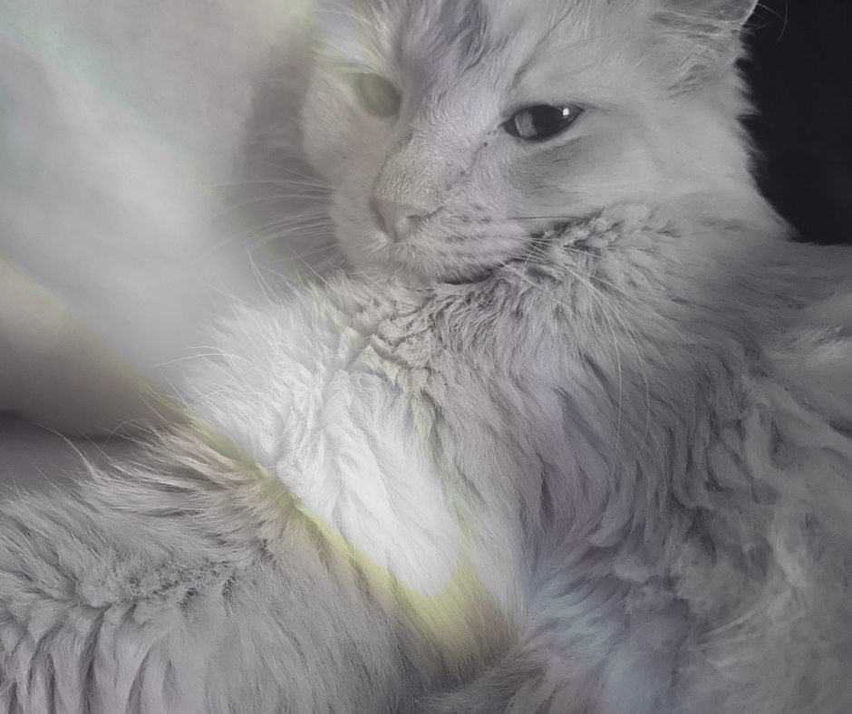 Actual Animal Reiki FAQs