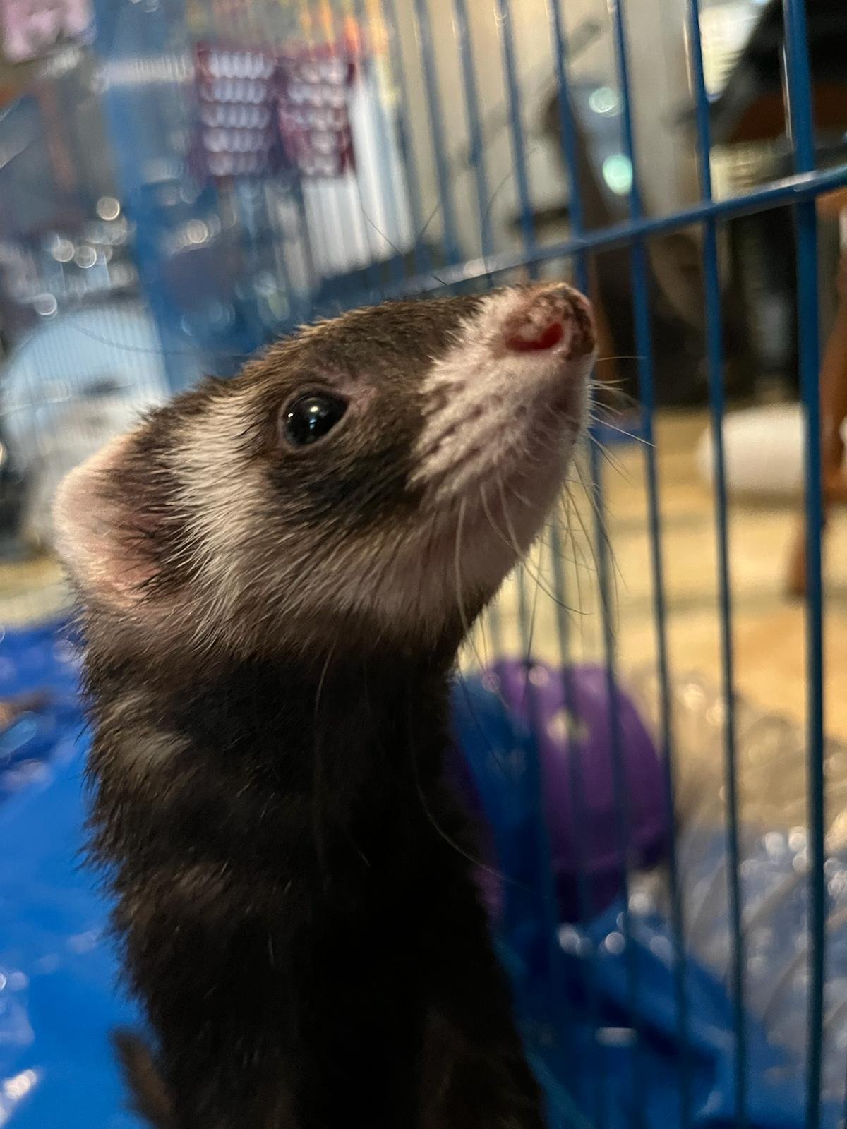 Close-up of a ferret looking vertically, with a cage in the background.