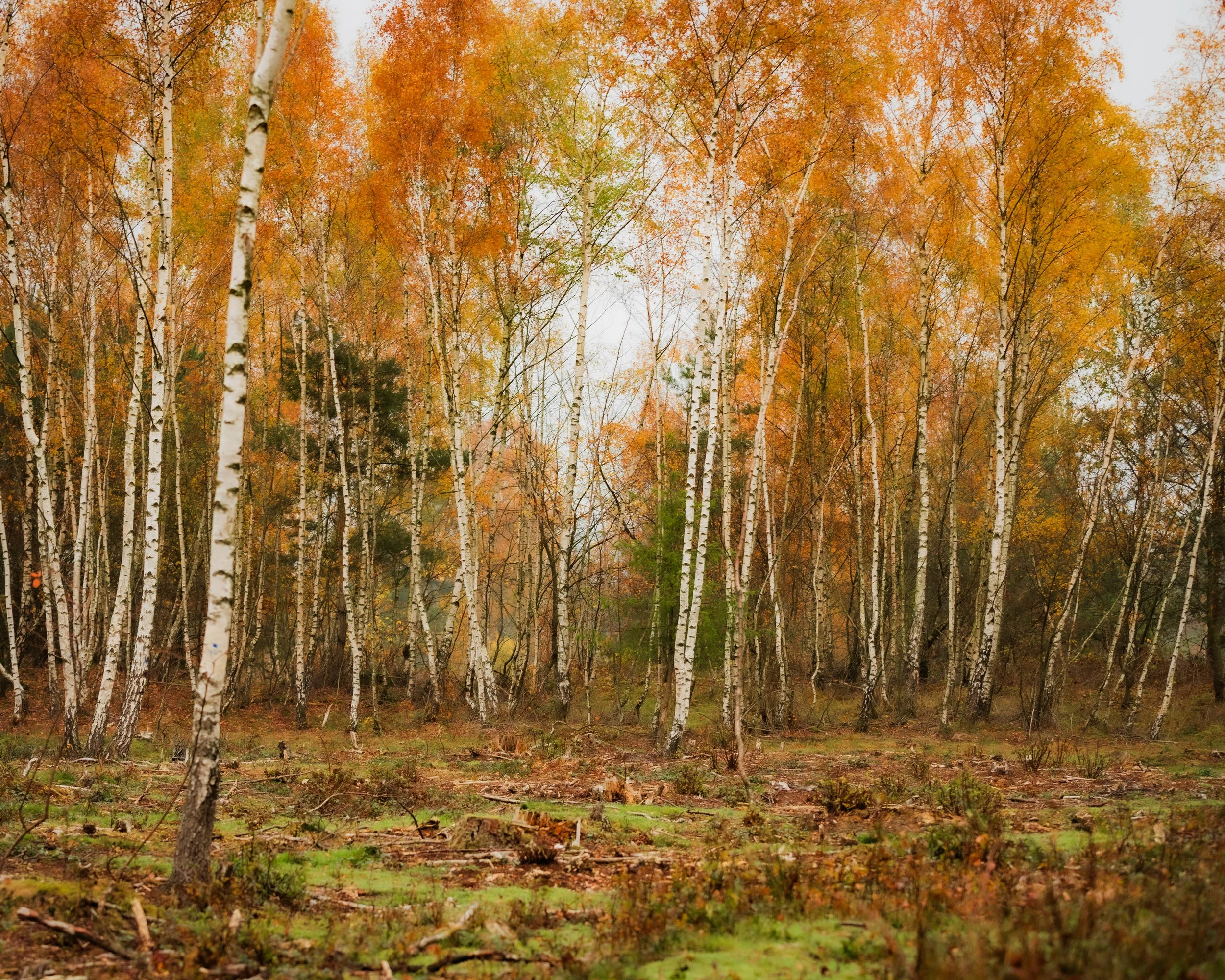 BORI_20251114_0079-3.jpg