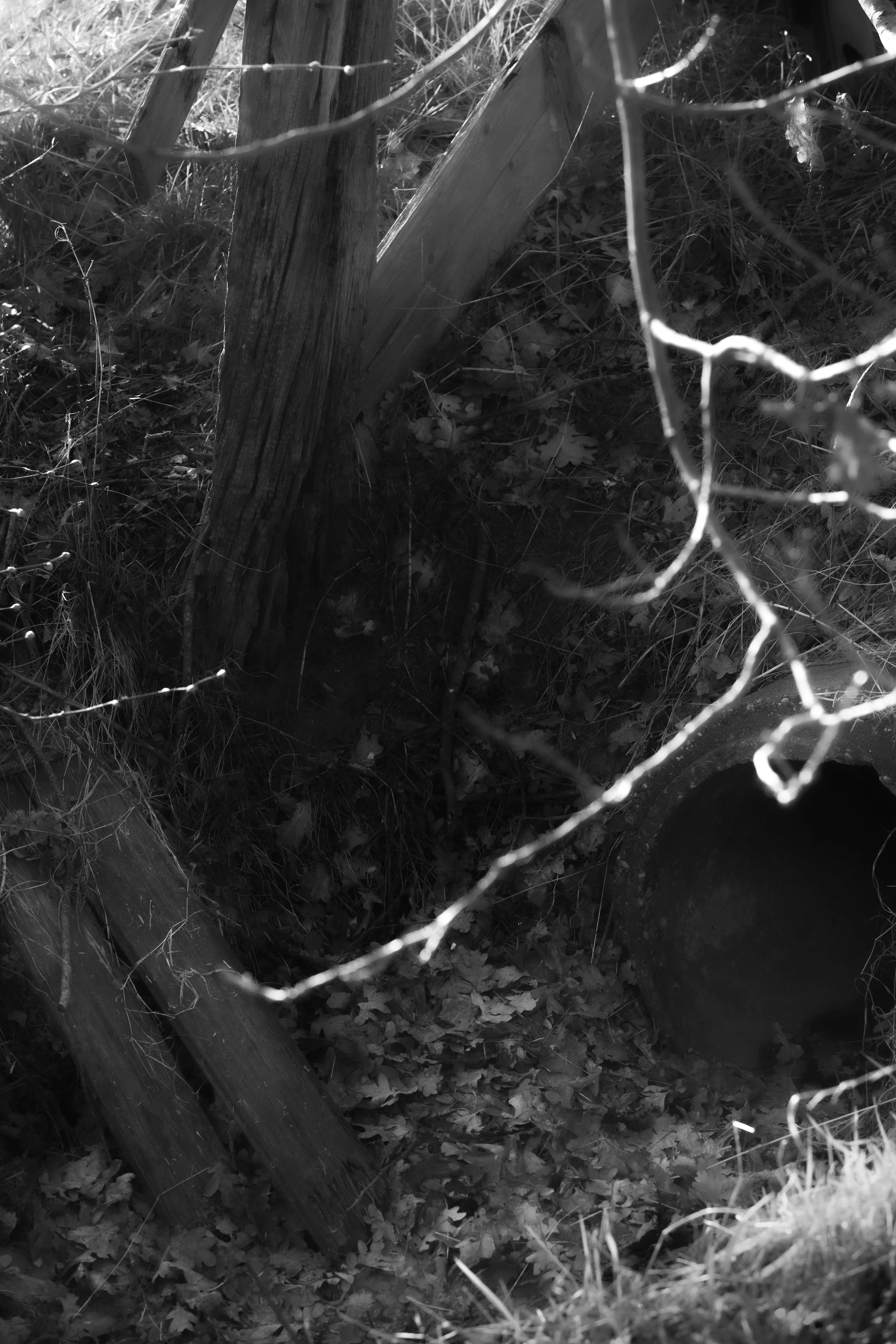 BORI_20251802_0033-1.jpg
