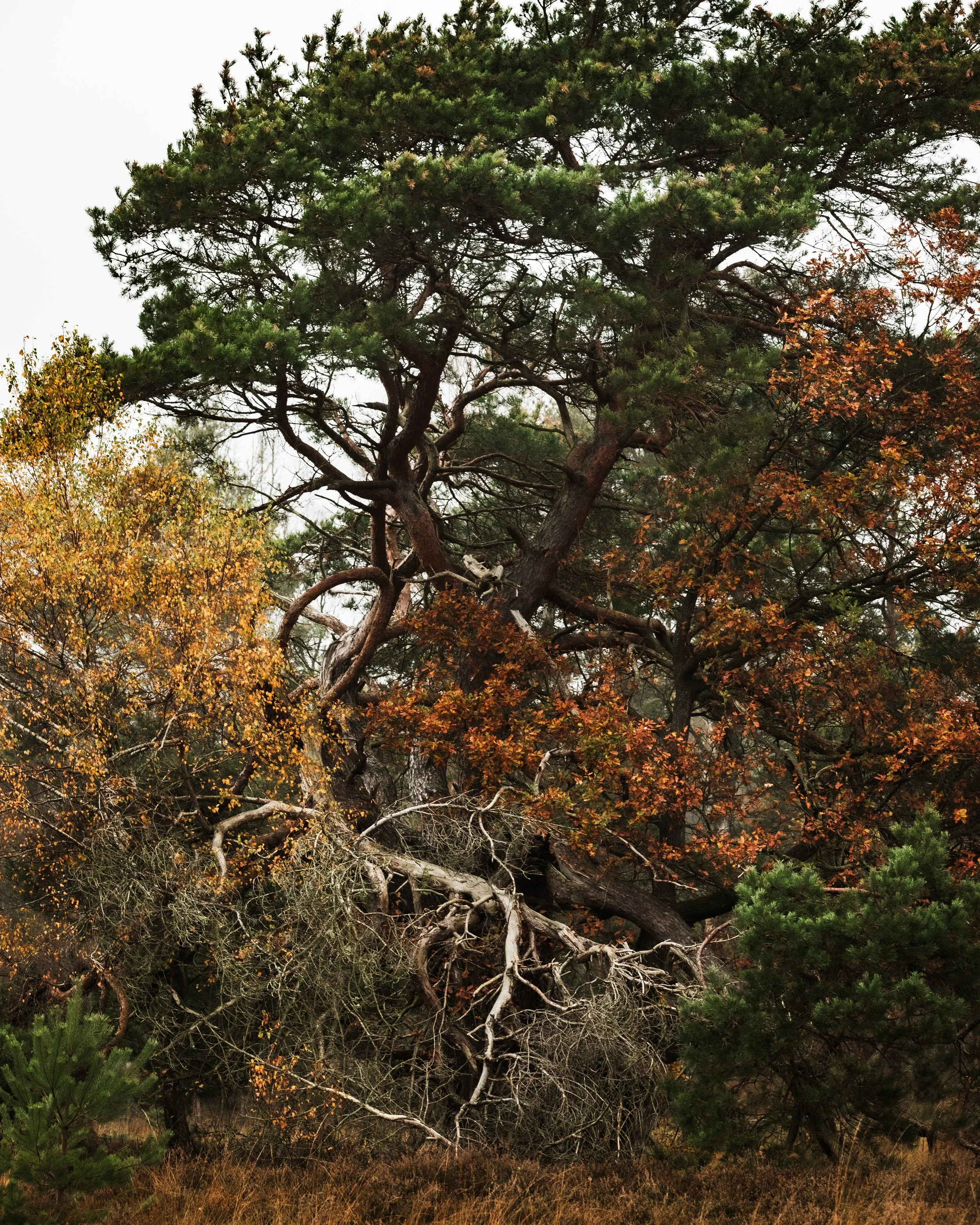 BORI_20251114_0033-1.jpg