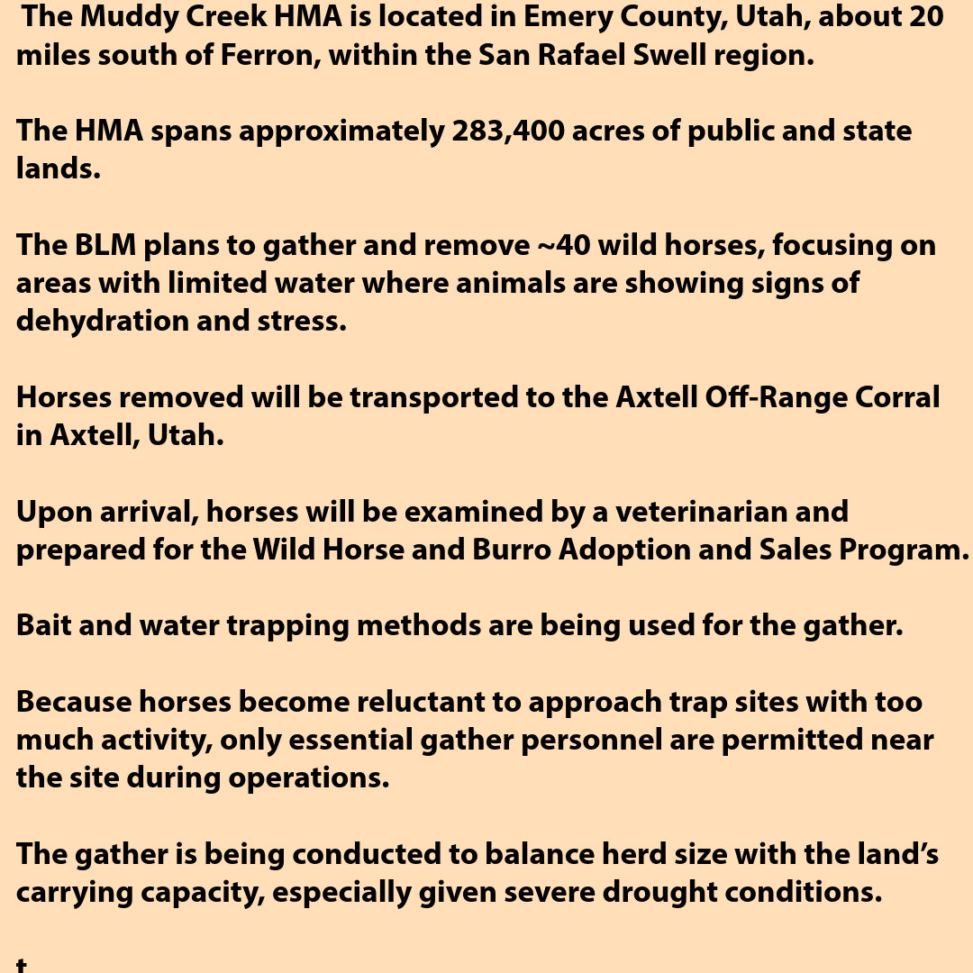Muddy Creek Herd Management Area Roundup