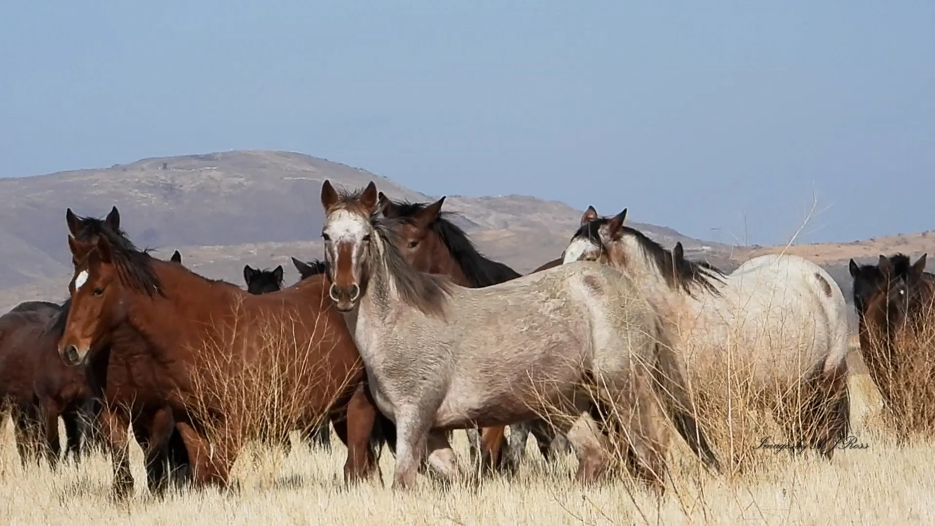 What’s the Difference Between Wild Horses on Federal Lands and Those on Nevada’s Virginia Range?