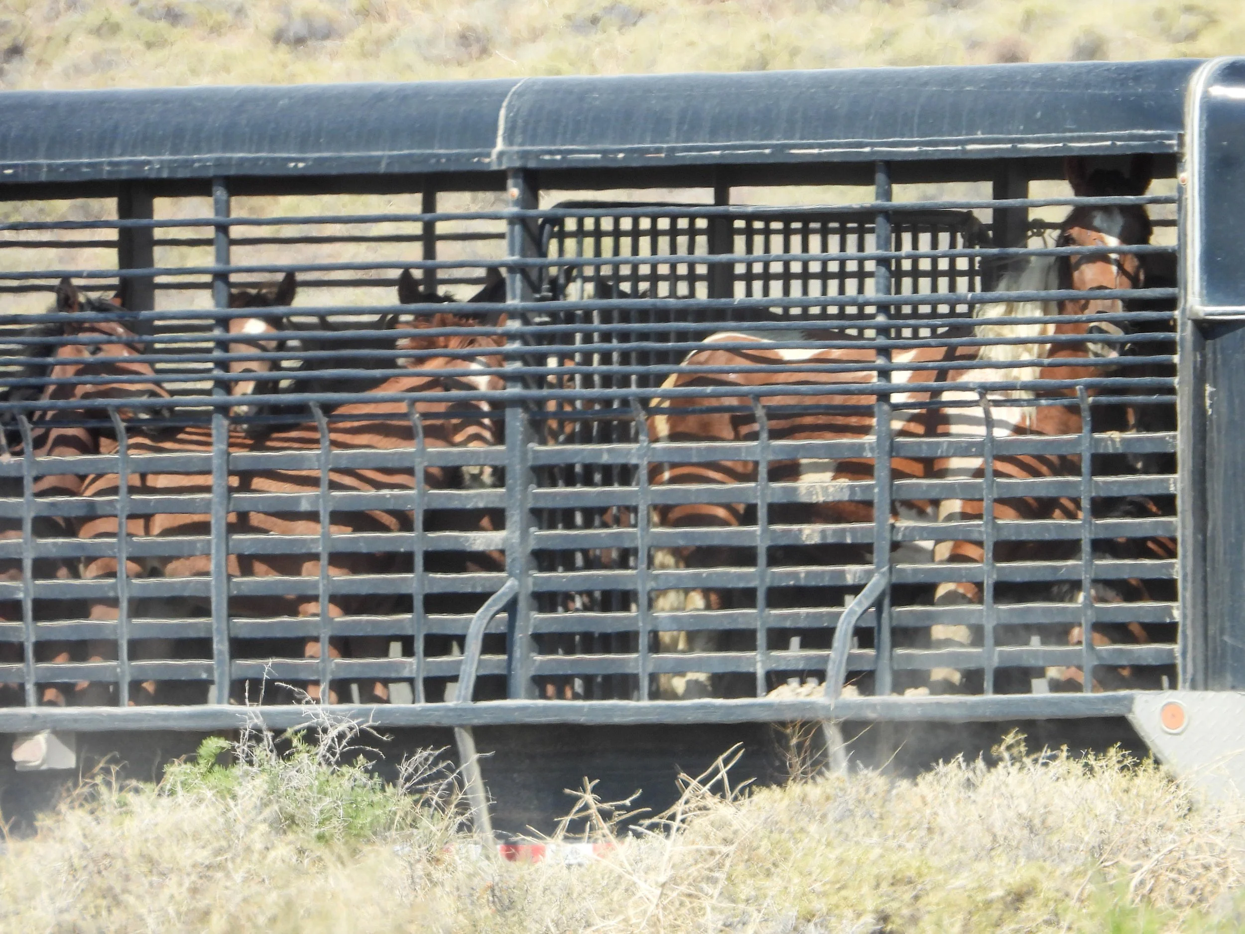 BLM Issues Blue Wing Final Planning Documents