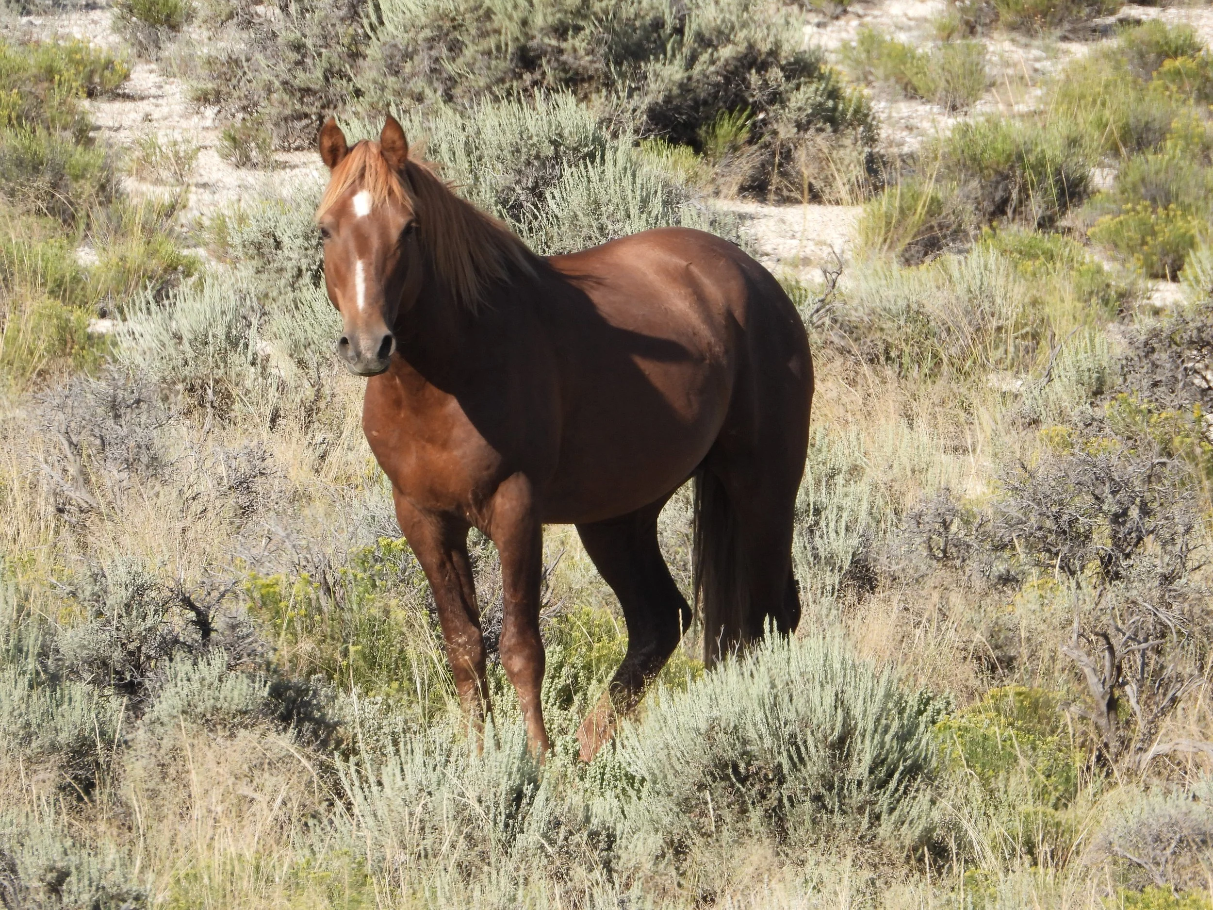 Flipping the preference to Wild Horses instead of cattle- buy a base property