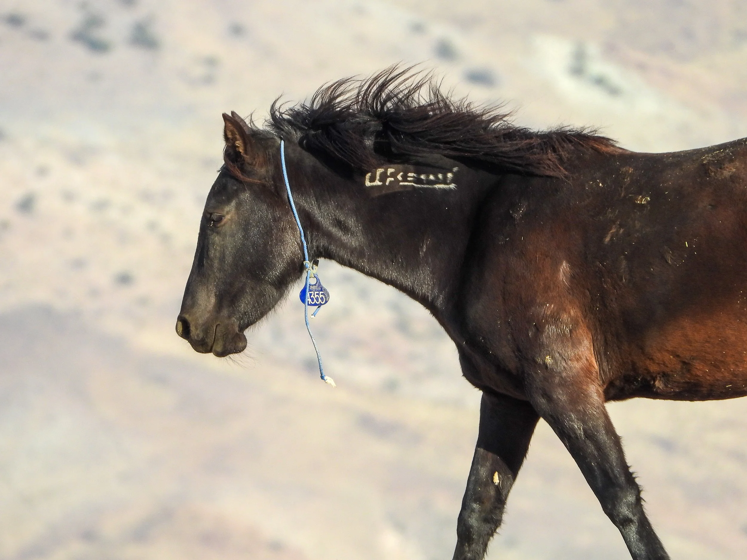 From Wild to Wanted. Not Wild to Wasted