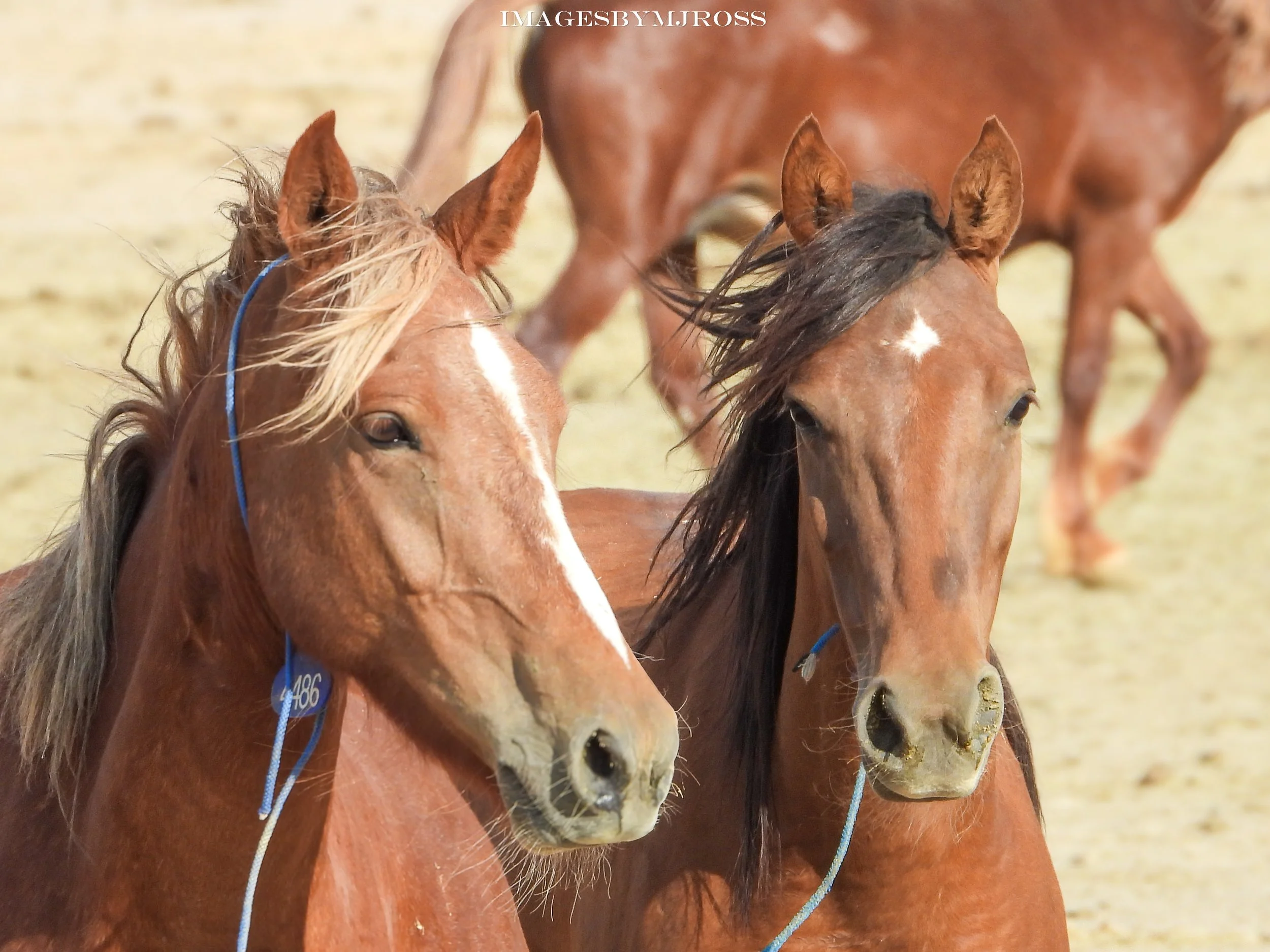 BLM’s Broken Promise: How Decades of Mismanagement Have Failed America’s Wild Mustangs