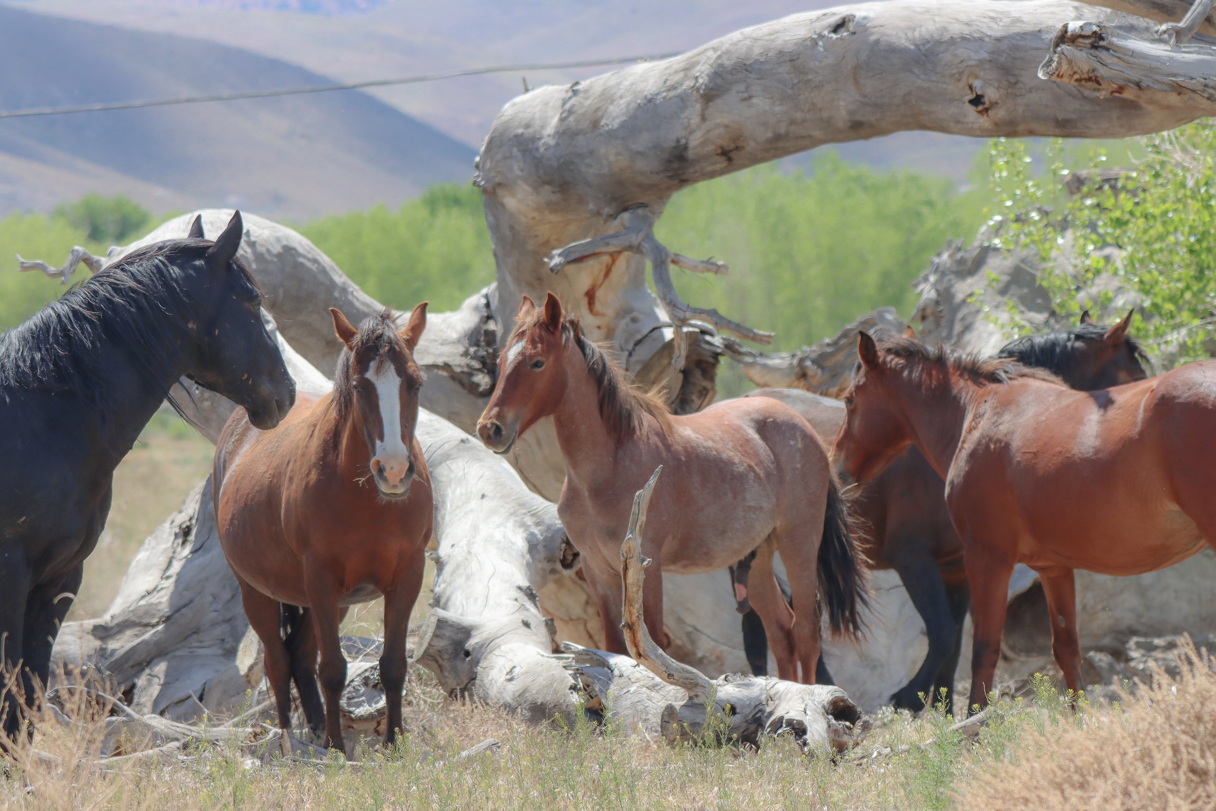 Reclassify Wild Horses as a Native Species