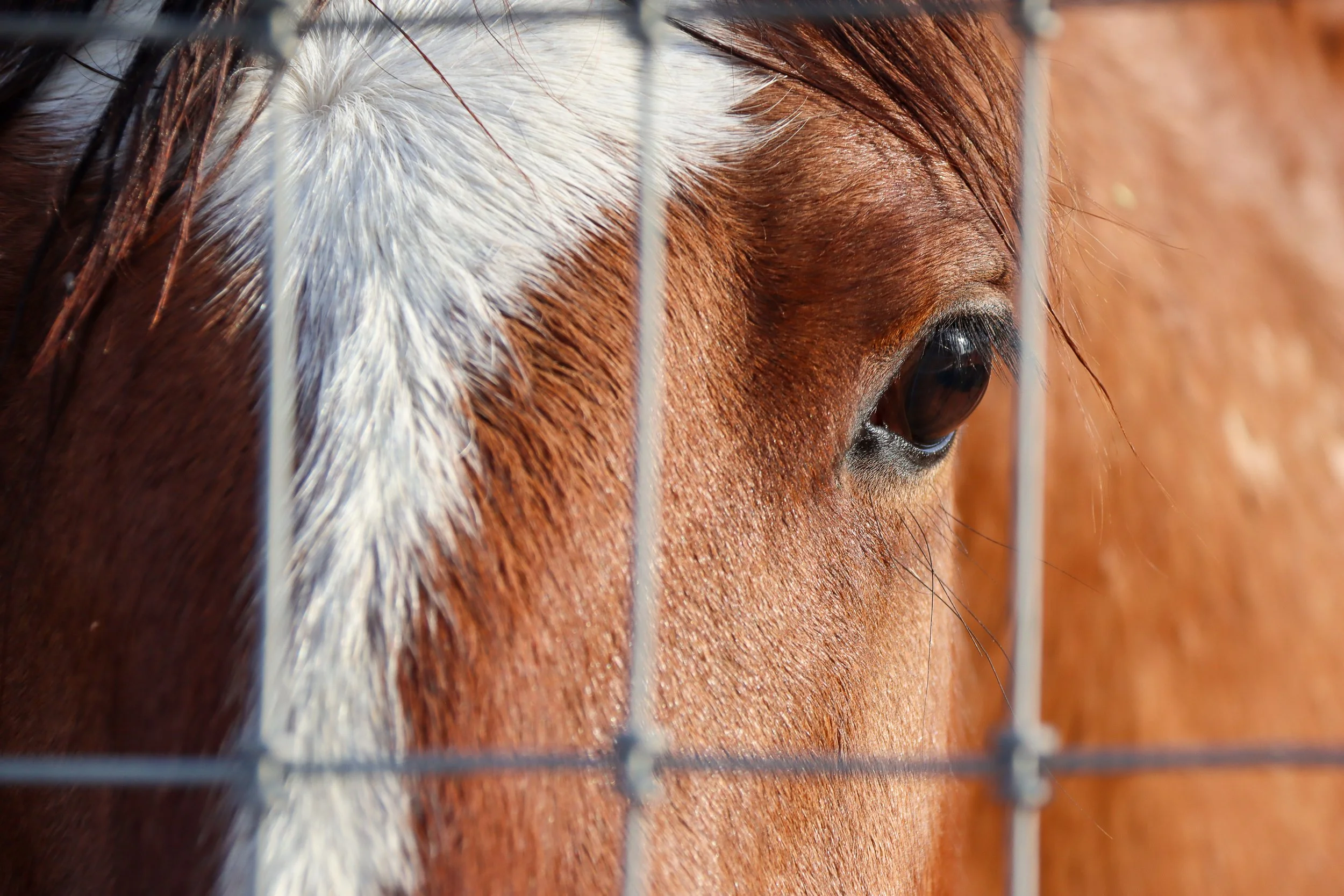 So What Is the Real Mortality Rate? The real death toll of a roundup is not just what happens at the trap. It’s everything that happens because of the trap.