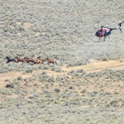 BlueWing roundup and the Failure of Animal Welfare Oversight- we all remember this roundup well.