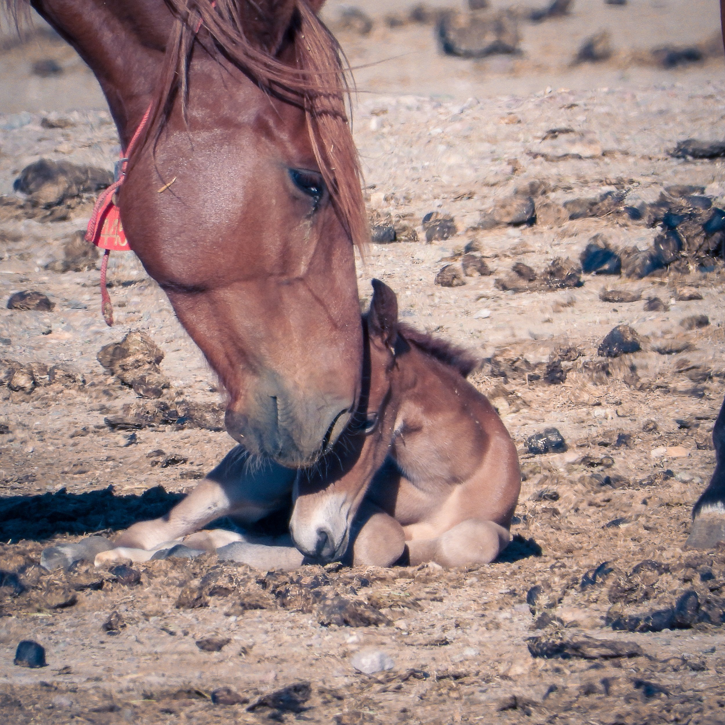 The Wild Horse and Burro Comprehensive Animal Welfare Program (PIM 2021-002): A Promise Unfulfilled