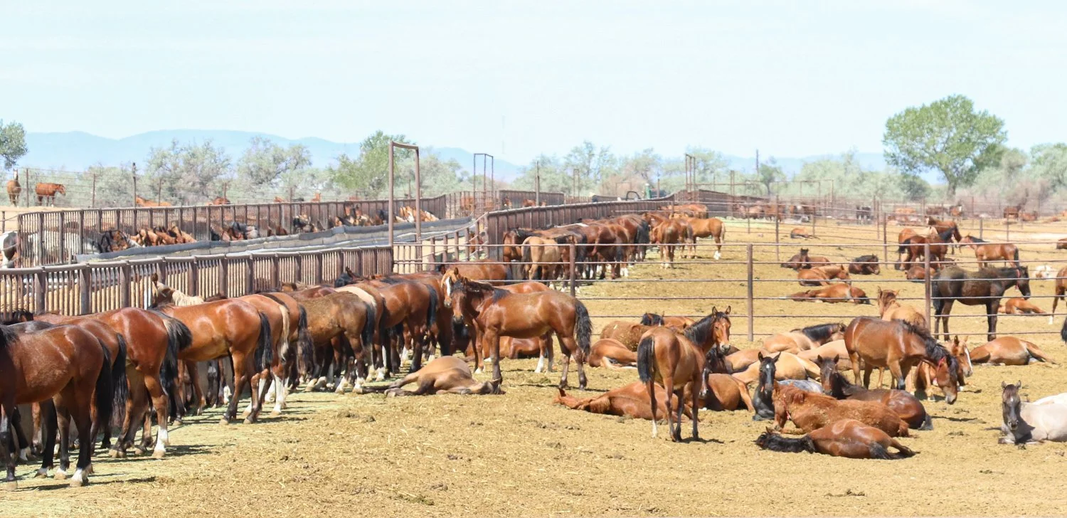 Ninth Circuit approves Nevada horse corral amid claims of inhumane treatment