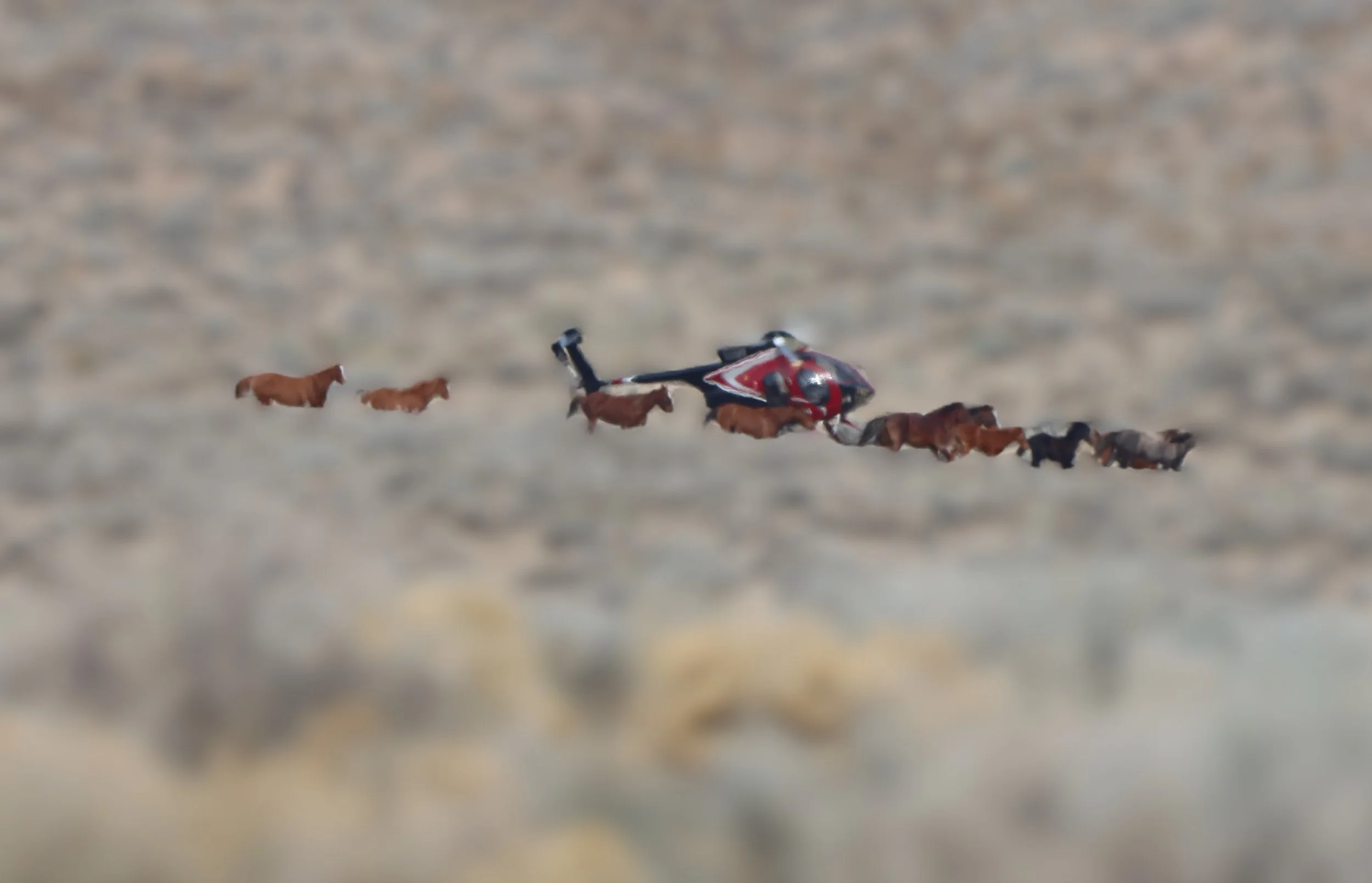 Llimited depth perception in Wild Horses and the effects during roundups