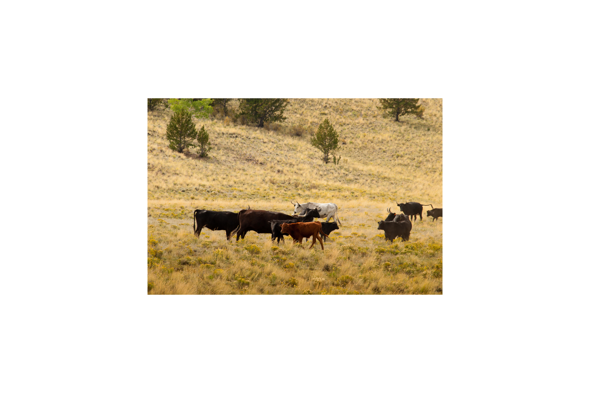 2026 Grazing fees announced