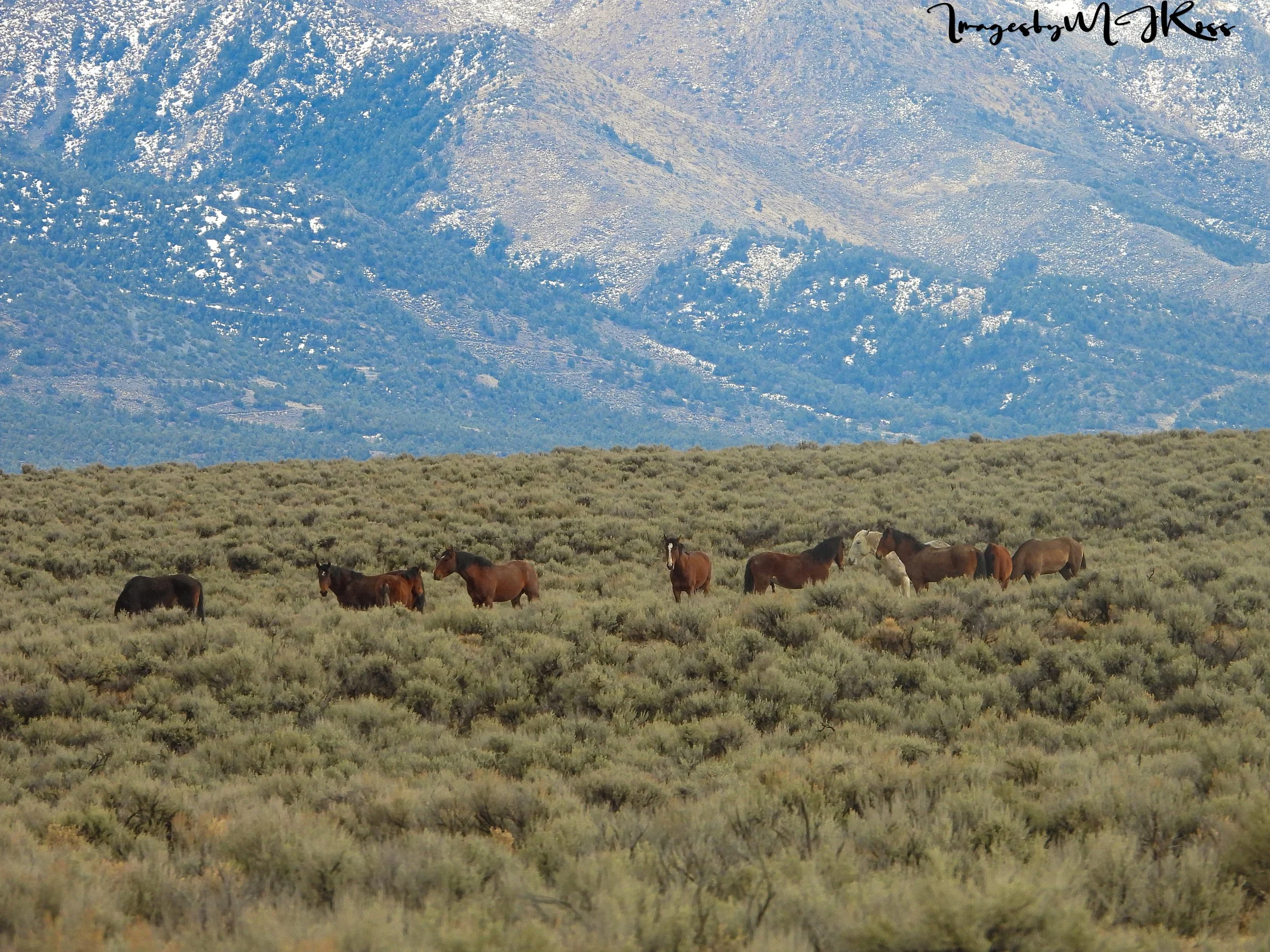 “Wild Horses Deserve Transparency” The Callaghan Complex Roundup of almost 5000 Wild Horses and Burros
