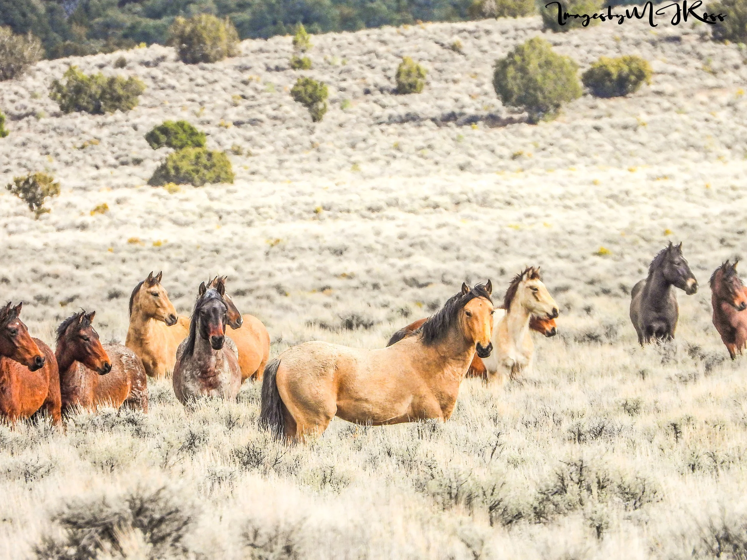 The Missing 1971 Baseline Count