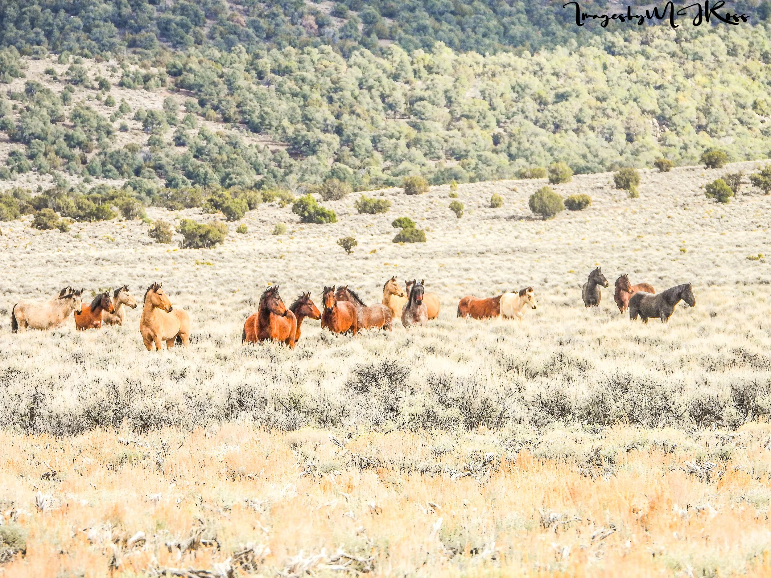 The Wild Horse and Burro Population: Analyzing the 2025 to 2026 Changes