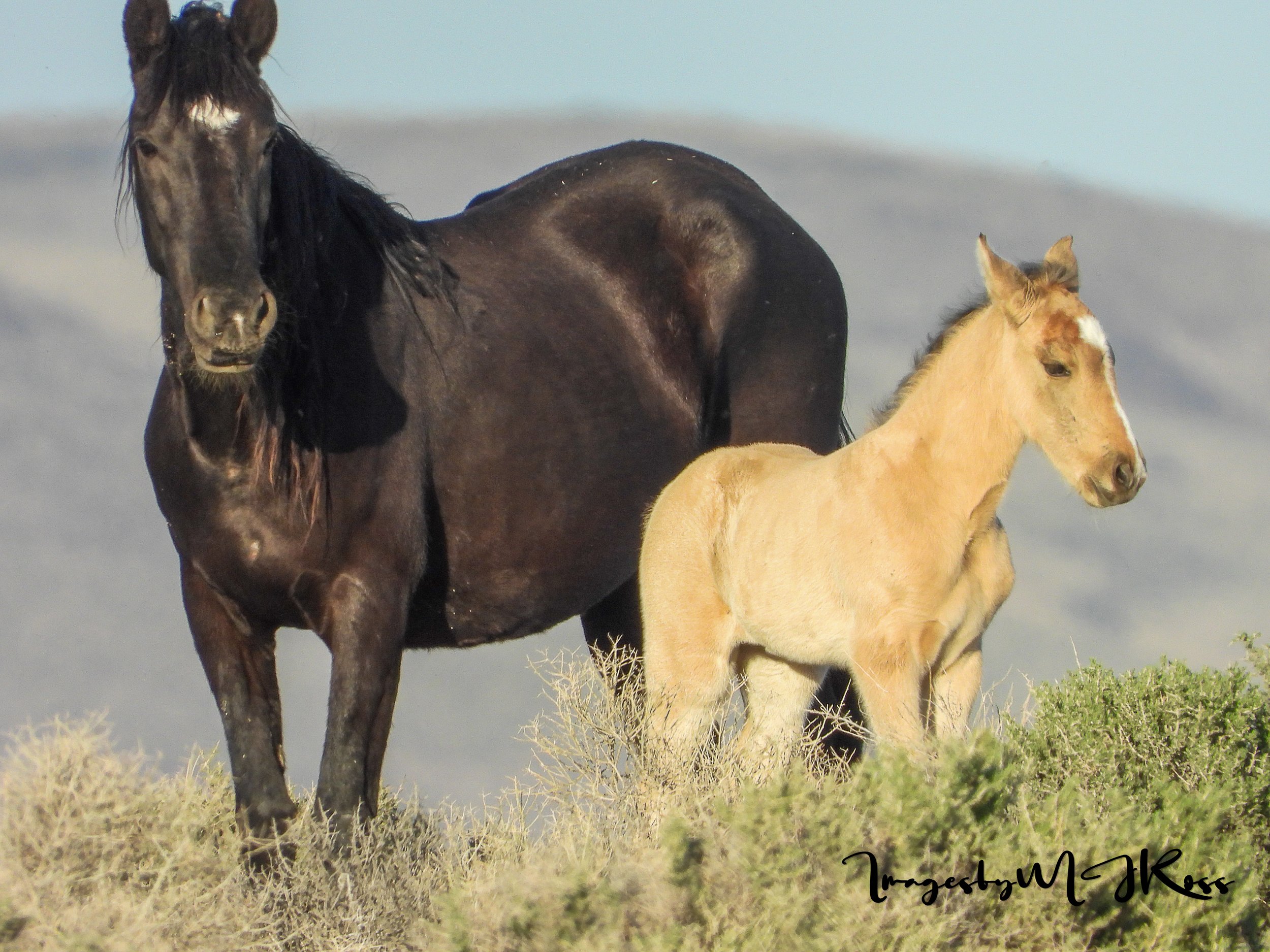 How did The Number of  Wild Horses to be removed from The Lahontan HMA go from removal of  510 horses to 700 on the currant FY2026 roundup schedule? Did anyone notice?