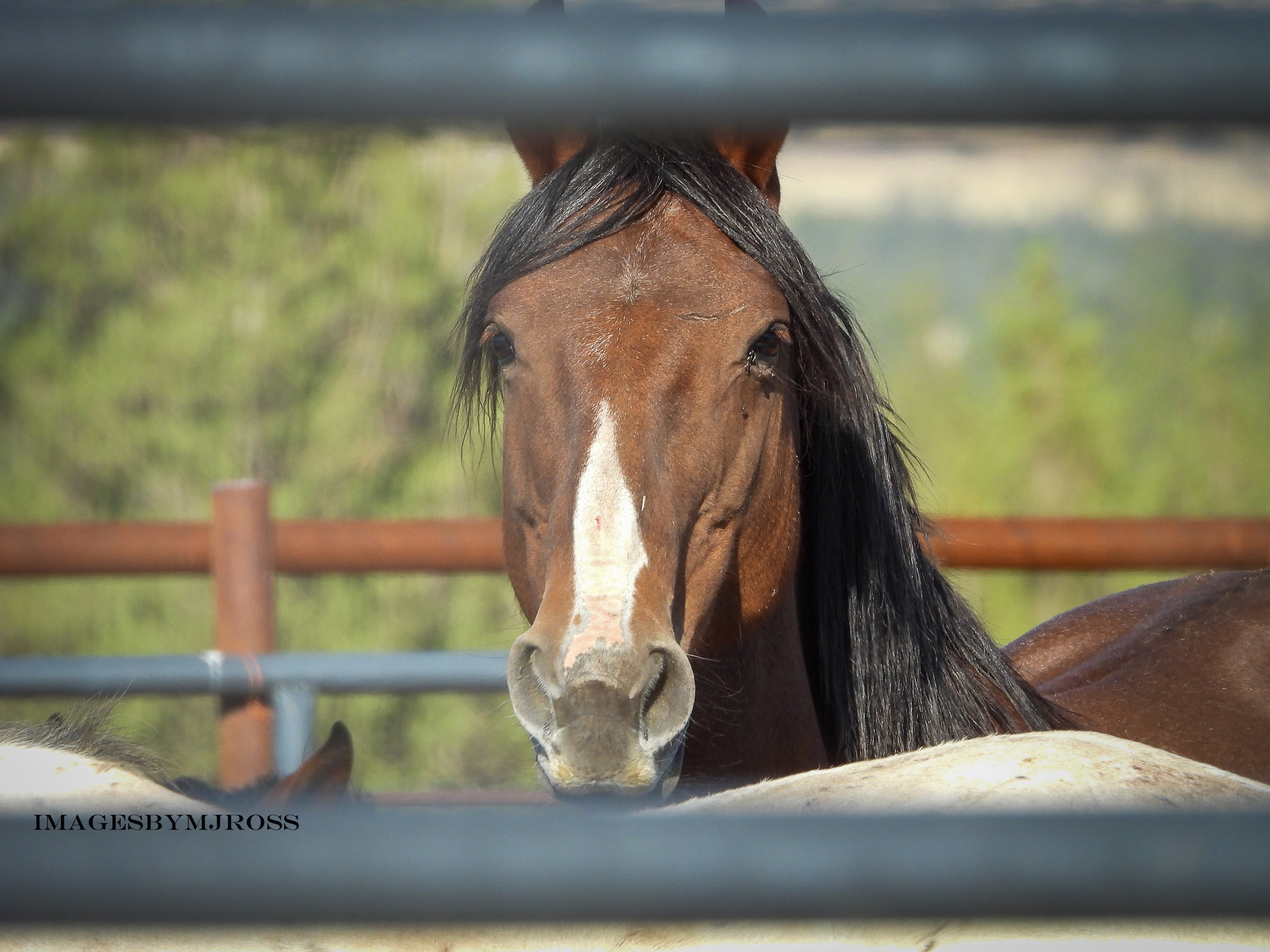 The reorganization of the US Forest service and its implications for the Wild Horses that fall under their managment. Will it Be up to the State to oversee the Wild Horses Territories?