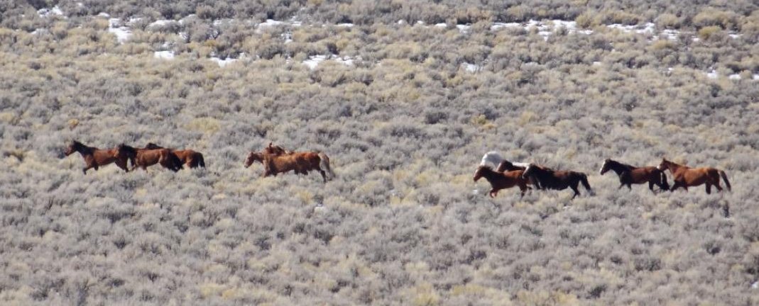 Scoping begins for the Eagle complex- public comments due- sample letter provided for use. 