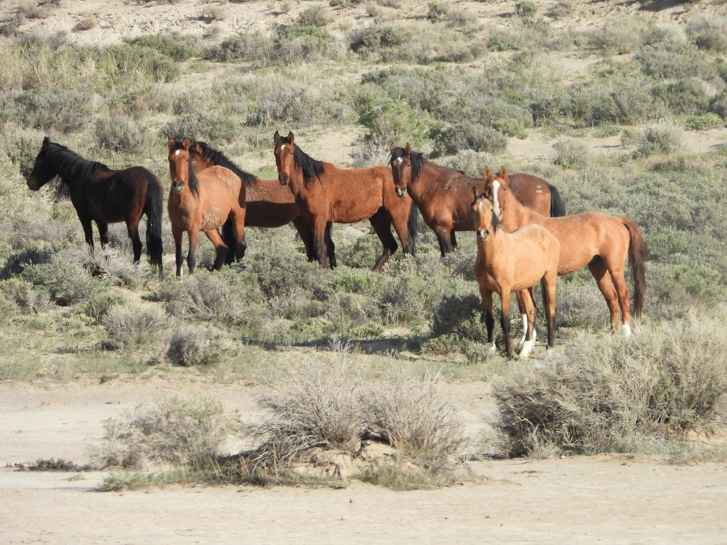 The Carrying Capacity Illusion: Exposing the Systemic Underestimation of Wild Horse Forage on Public Lands