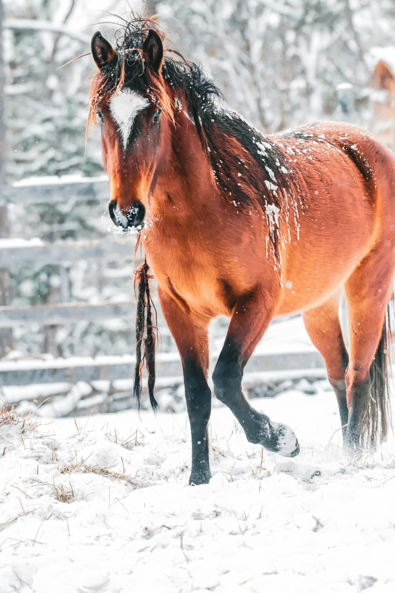 From Blue Wing to Windwalker Ridge: The Ongoing Battle for Primrose, the "Mystery Mare"