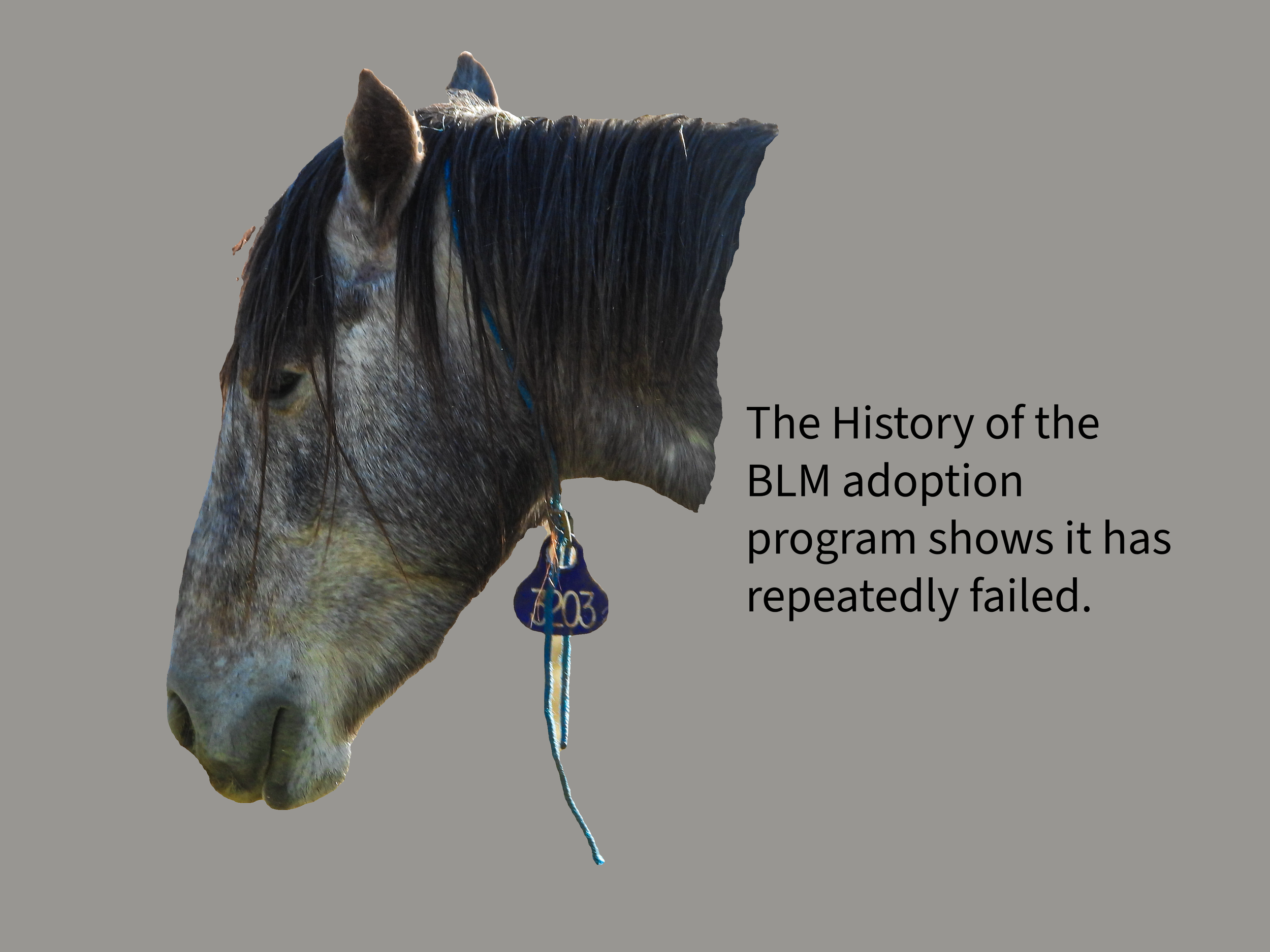 What Happened to the BLM and compliance checks?
