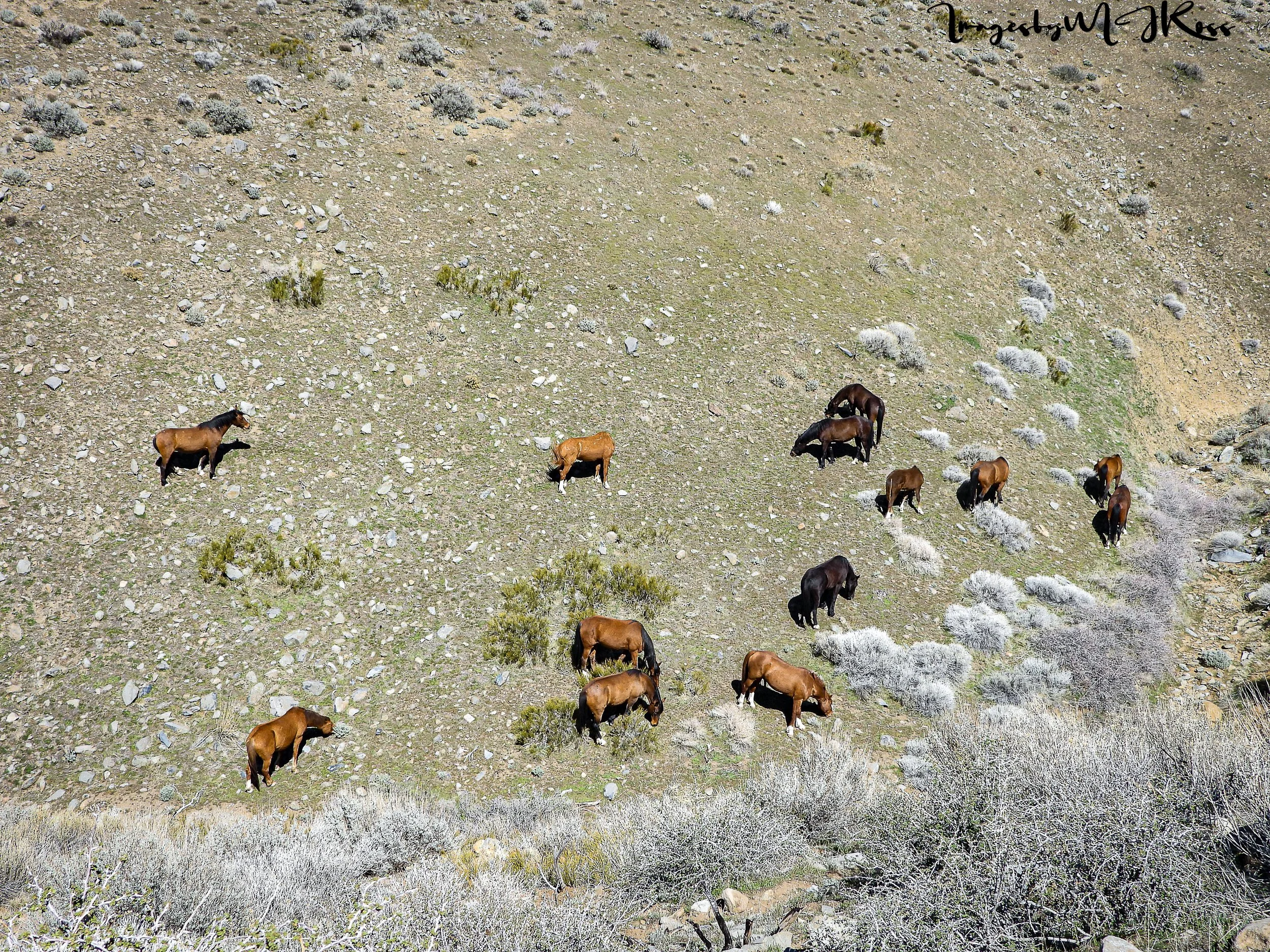Virginia Range Mustangs Need you to speak up NOW