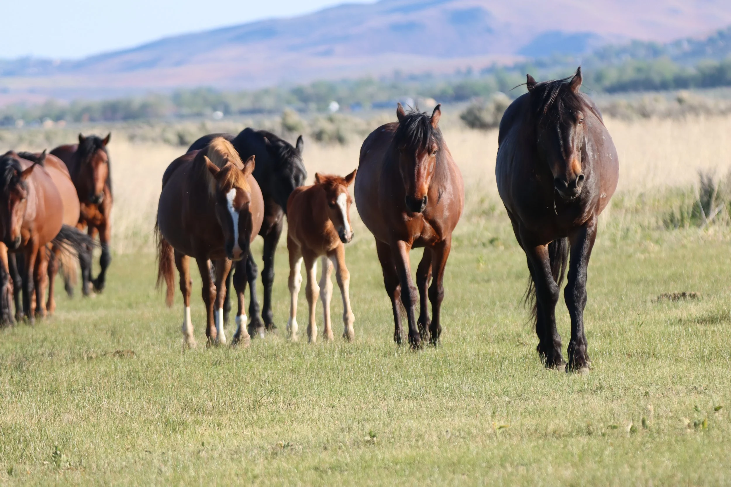 "Bait and Switch: How $500,000 Meant to Protect Virginia Range Horses May Have Funded Their Removal"