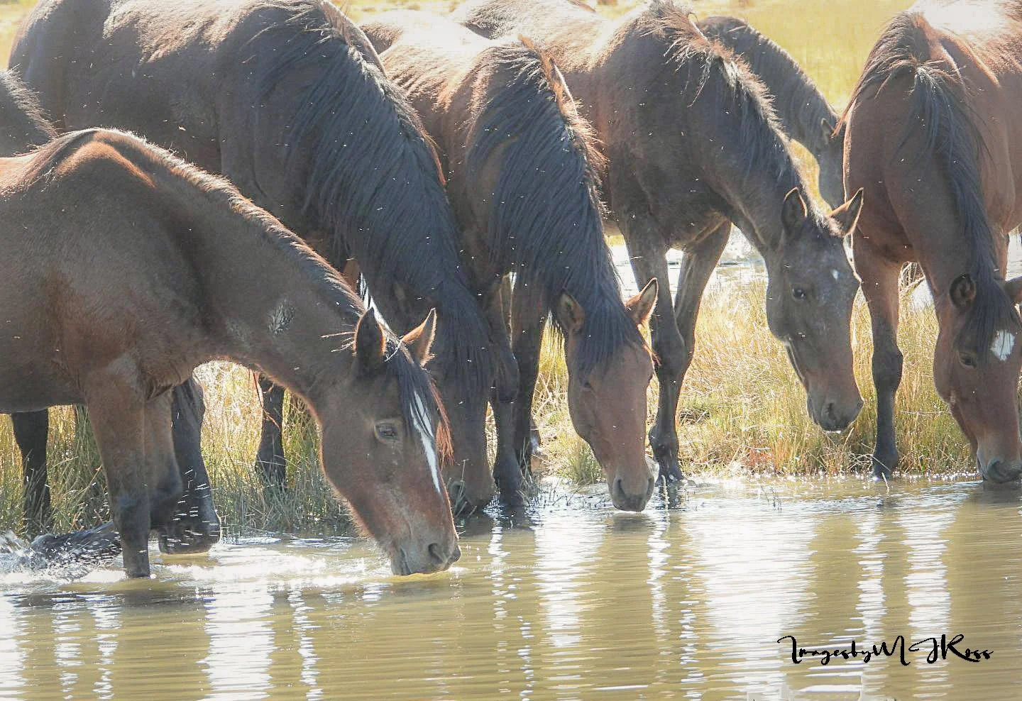       
  
    By Monica, Founder of Wild Horses Lives Matter  When Congress allocates half a million dollars to protect wild horses and improve public safety, we should be able to trust that the money will be used as promised. Unfortunately, on the V