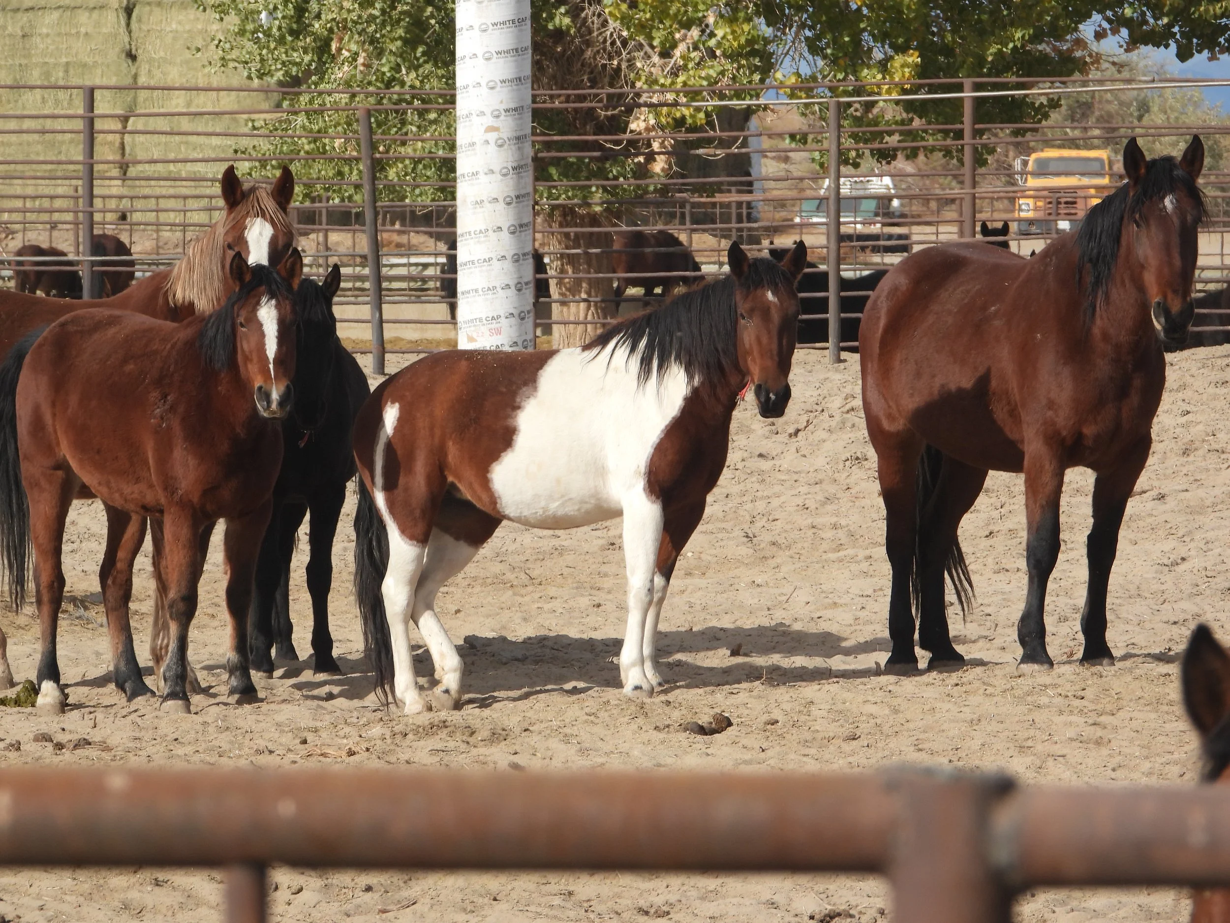 The appropriations rider is the annual safeguard that blocks federal funds from being used to send healthy, unadopted animals down that pathway.