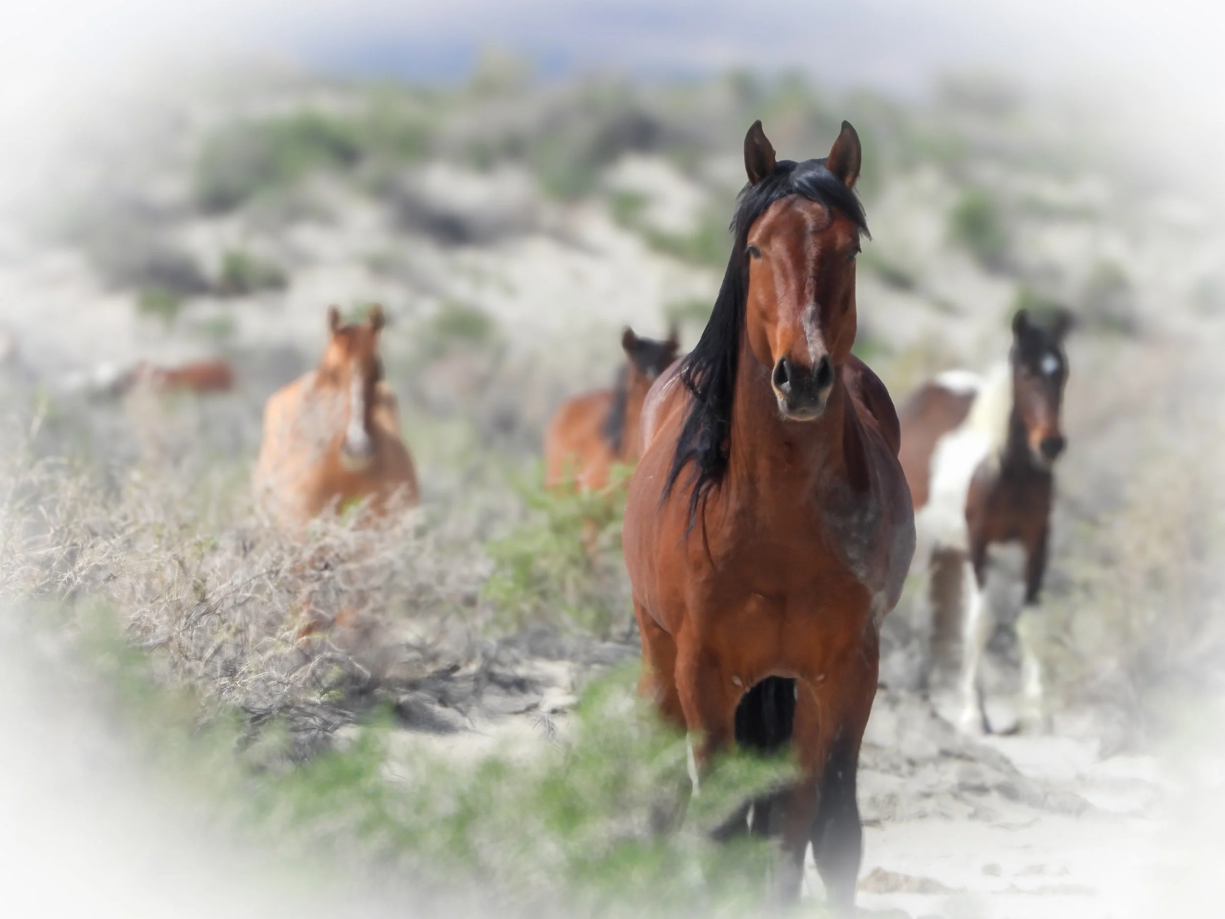 public comments due tomorrow for OMB Control No. 0596-NEW, titled Management of Wild Free-Roaming Horses and Burros.