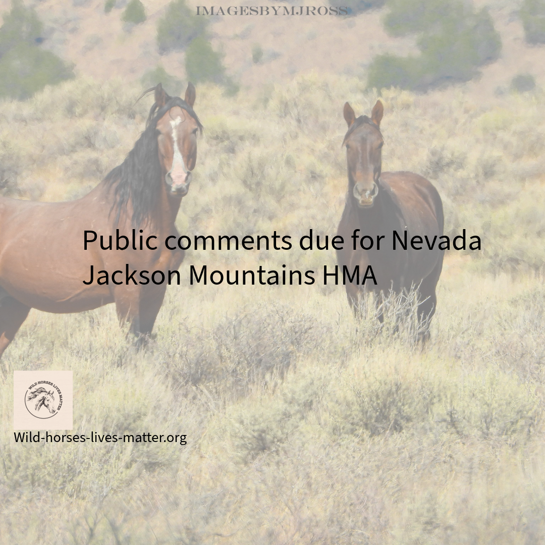 Jackson Mountains Wild Horse Herd Management Area Plan Preliminary Environmental Assessment public comments due