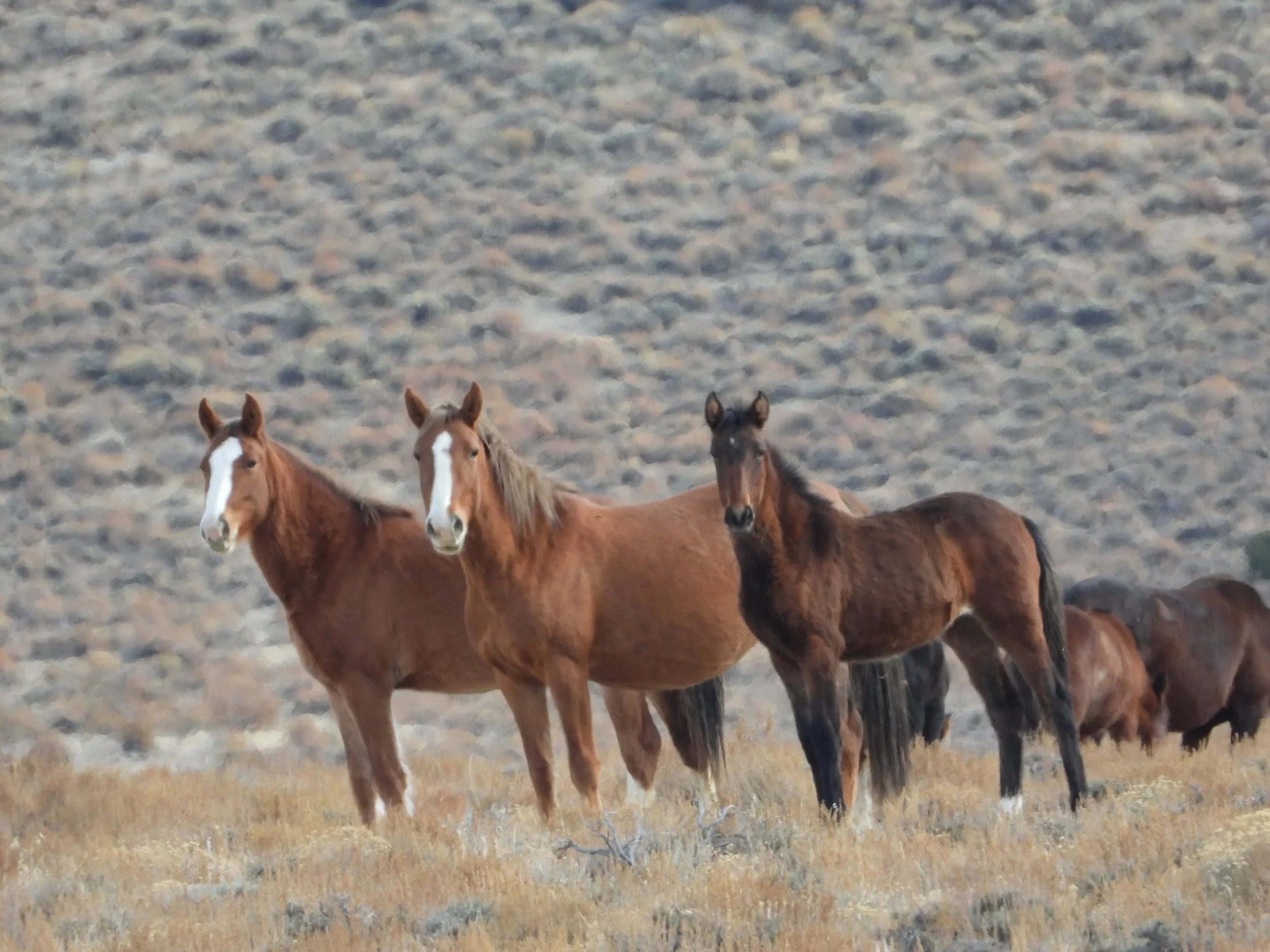 BLM Is Taking Public Comments on the North Complex Wild Horse Gather Plan: Our Horses Need Us to Speak Now