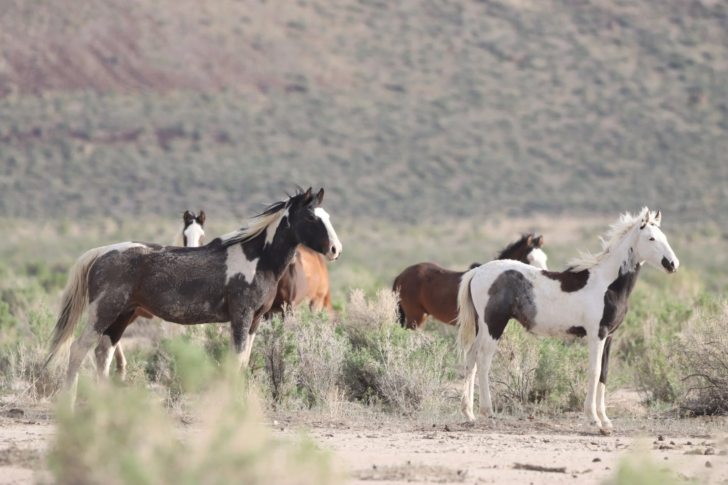 Who is “Wild Horses Lives Matter”