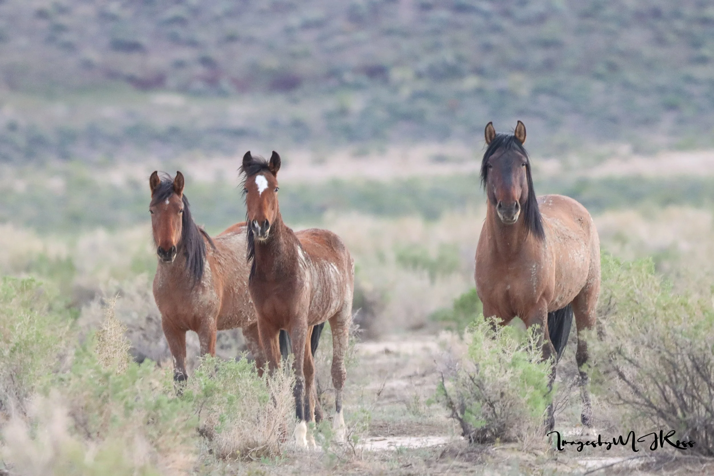 BLM Seeks Initial Input on Analysis of  Wild Horse and Burro Management Tools PUBLIC COMMENT OPEN UNTIL JULY 2 2026