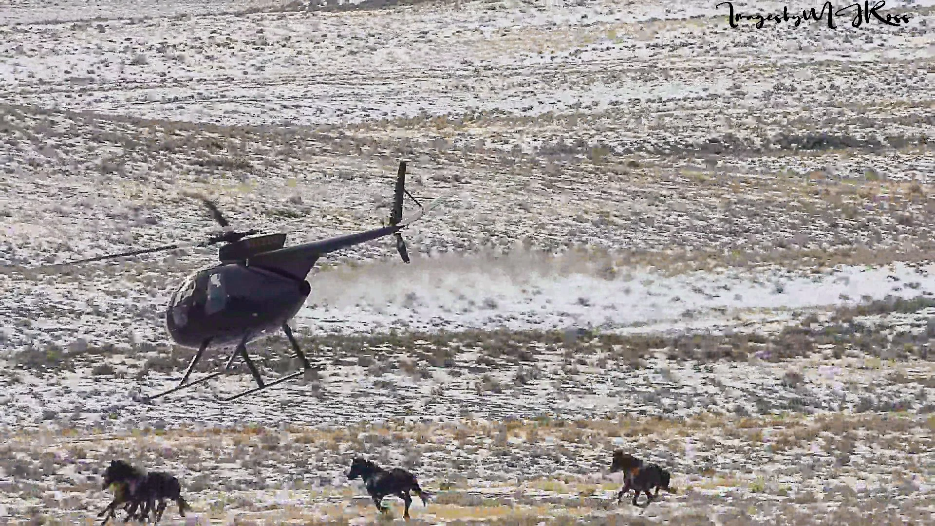 Capture myopathy in Wild Horses-