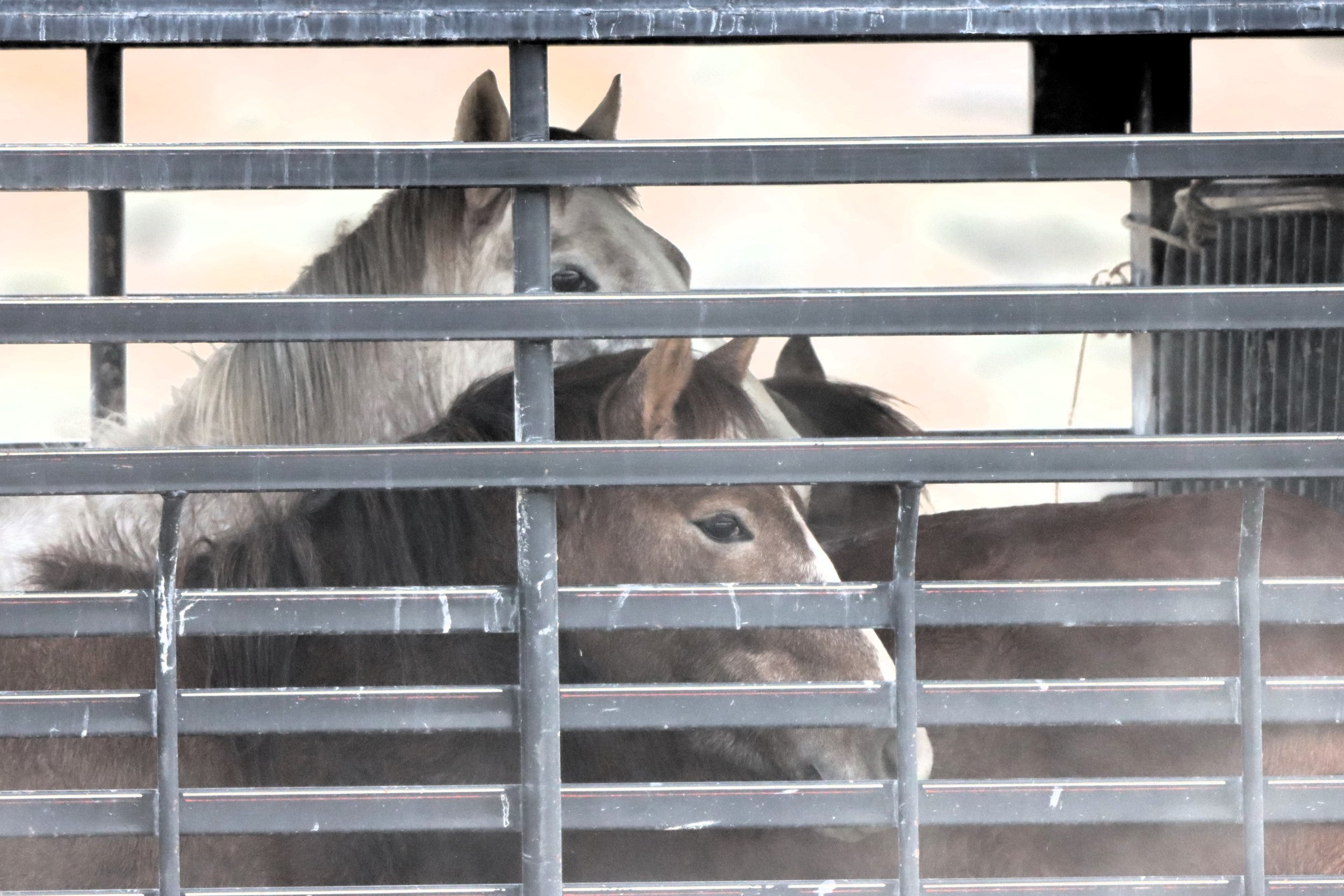 Genetic Vulnerability of the Jackson Mountains Wild Horse Herd: Sterilization and Inbreeding Concerns