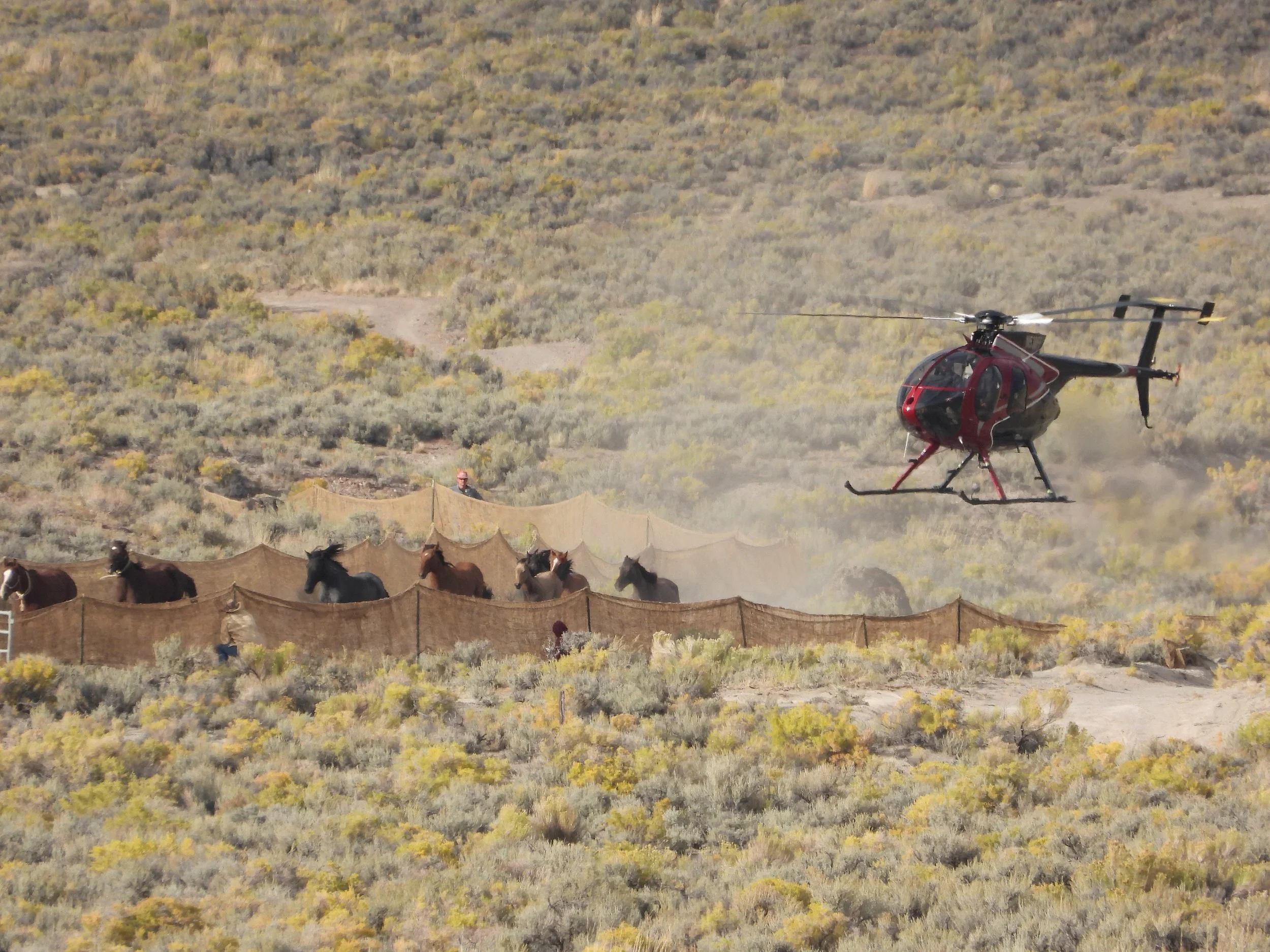 2026 Roundup Costs: More Than $3.3 Million Contracted to Remove 6,235 Wild Horses