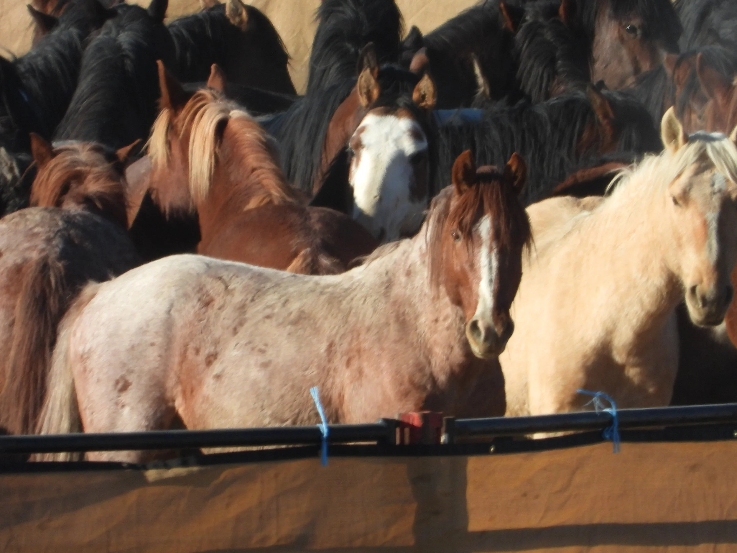 What Happens After the Roundup: Inside BLM's 2024 Triple B and Maverick-Medicine Roundup numbers
