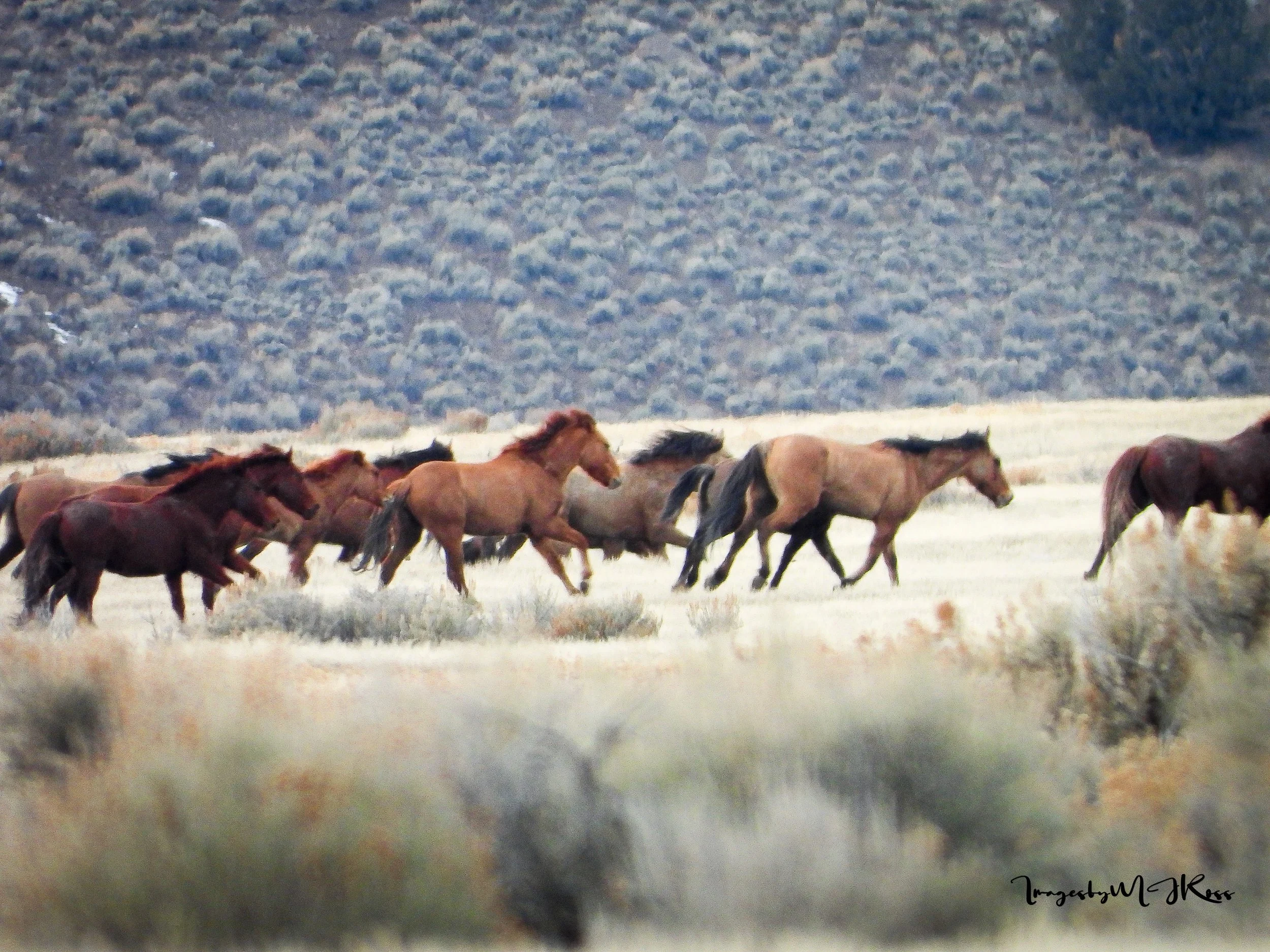 Beyond the Roundup series #2: BLM Records List 181 Wild Horse Deaths, Most in Holding