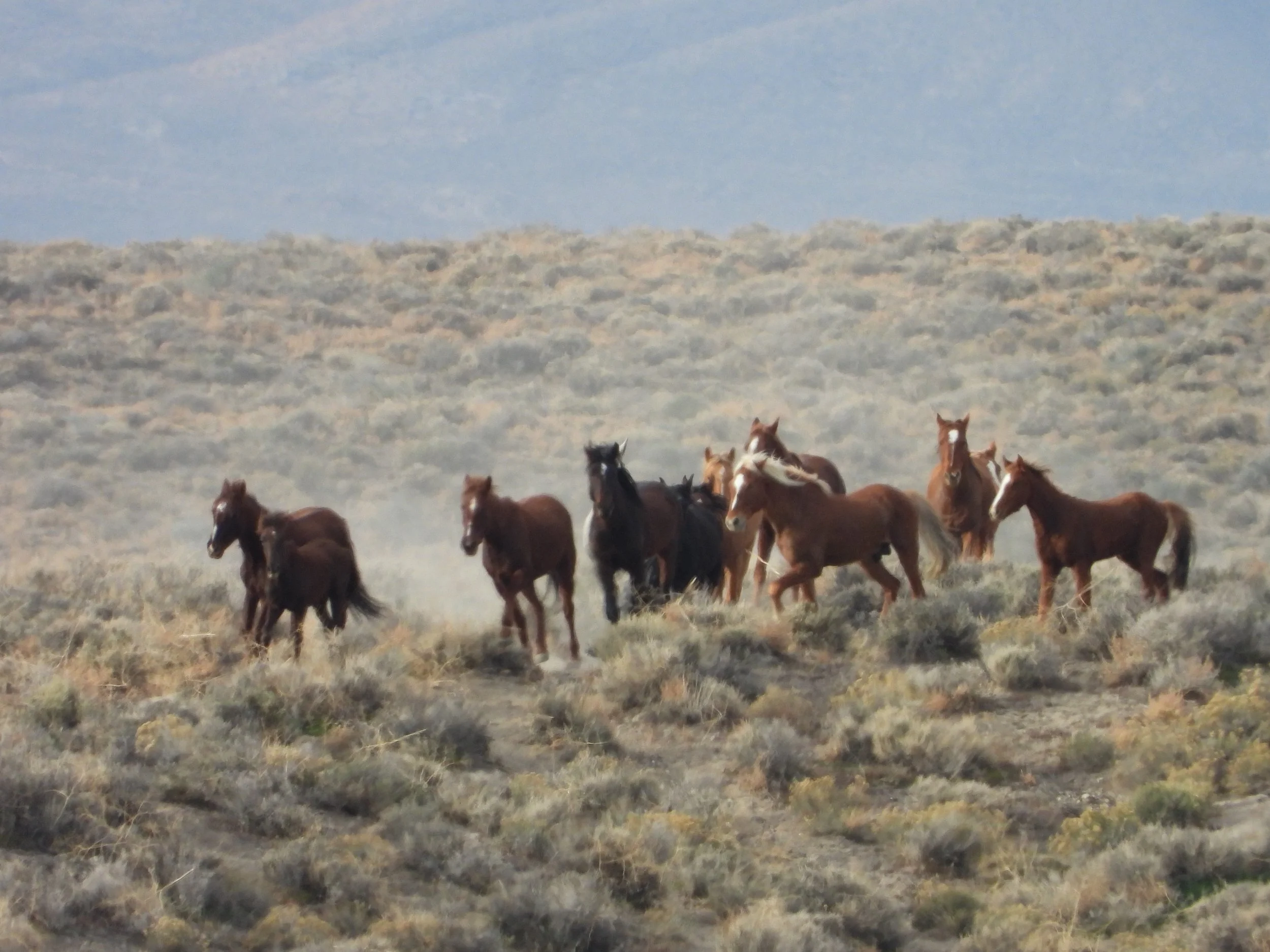 Beyond the roundup series #4:Thousands Removed. Hundreds of Records Unreconciled: Questions About the 2023 Antelope Roundups where are 800 Mustangs? 